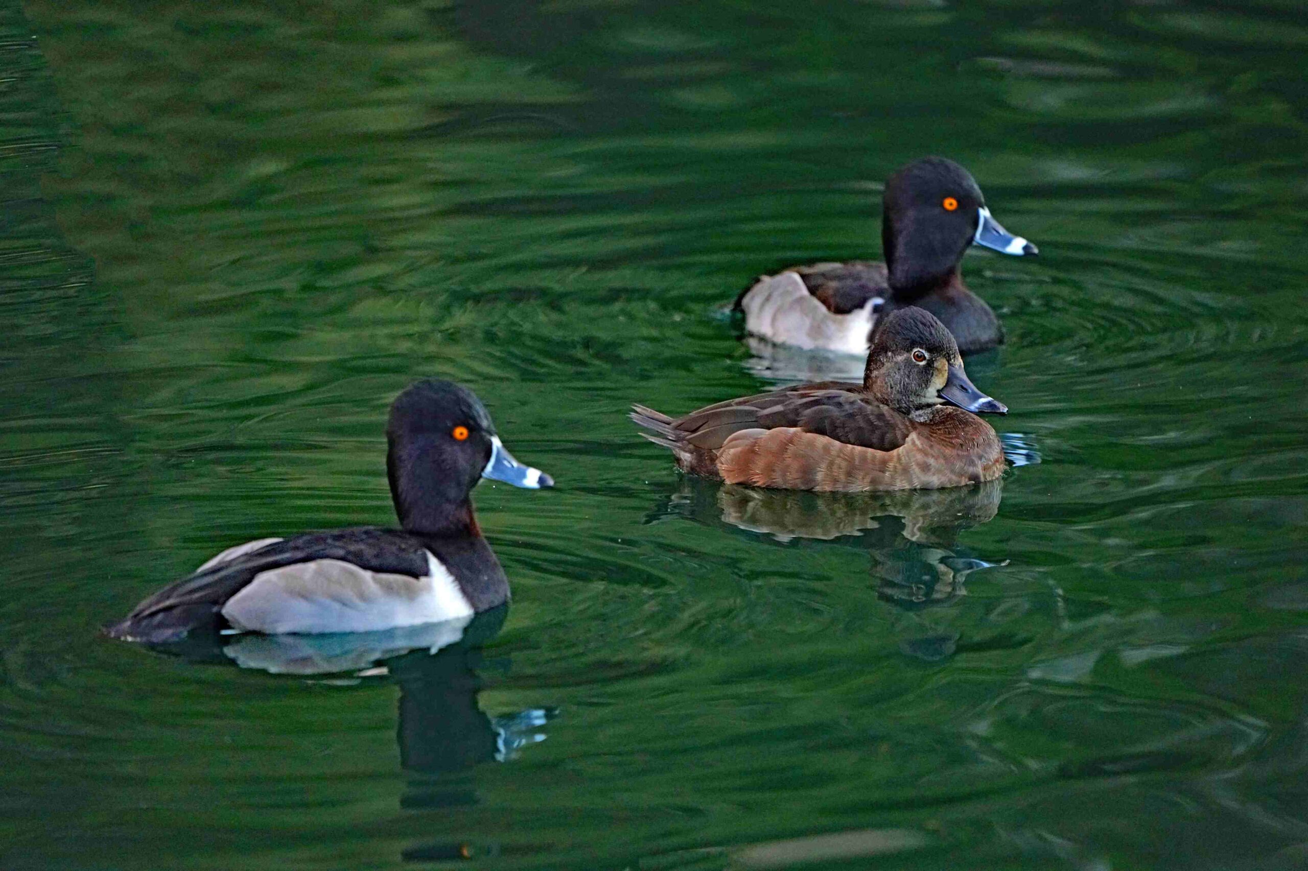 Ring-necked Ducks