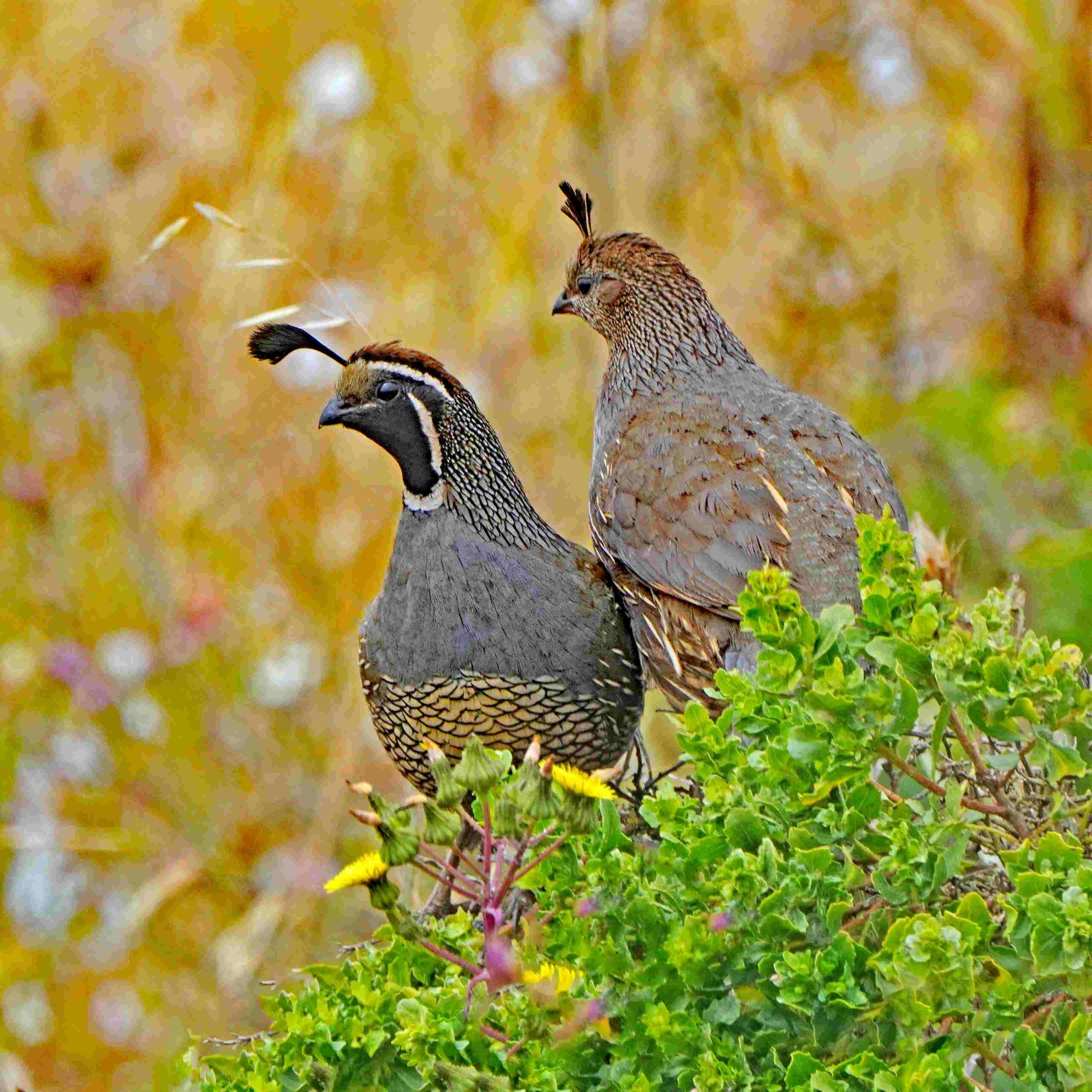 California Quail