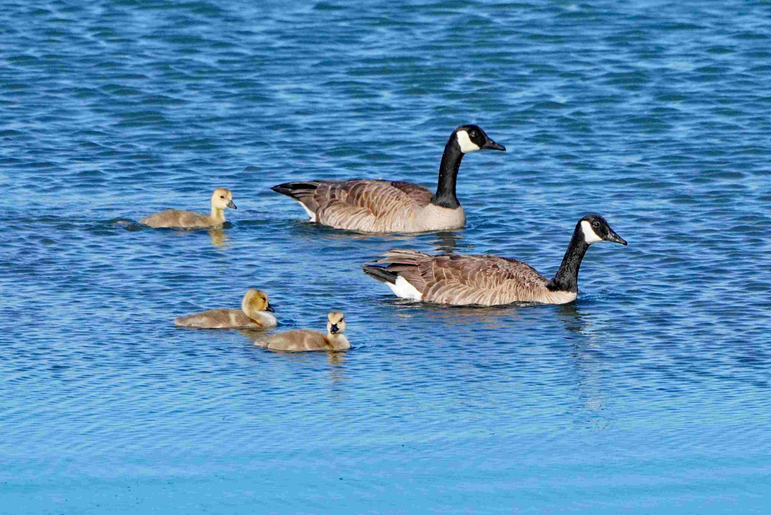 Canada Geese and Goslings