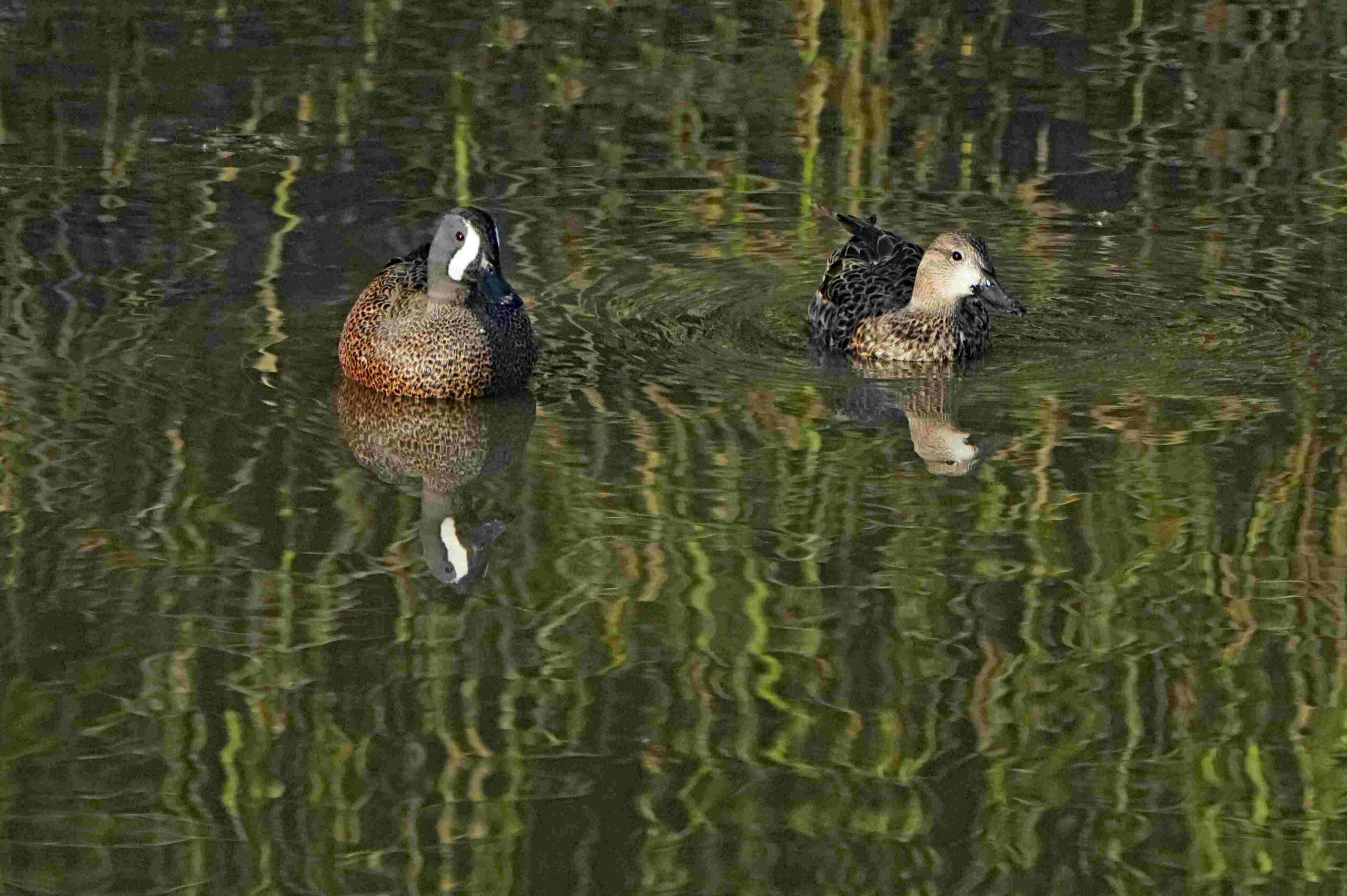 Blue-winged Teal