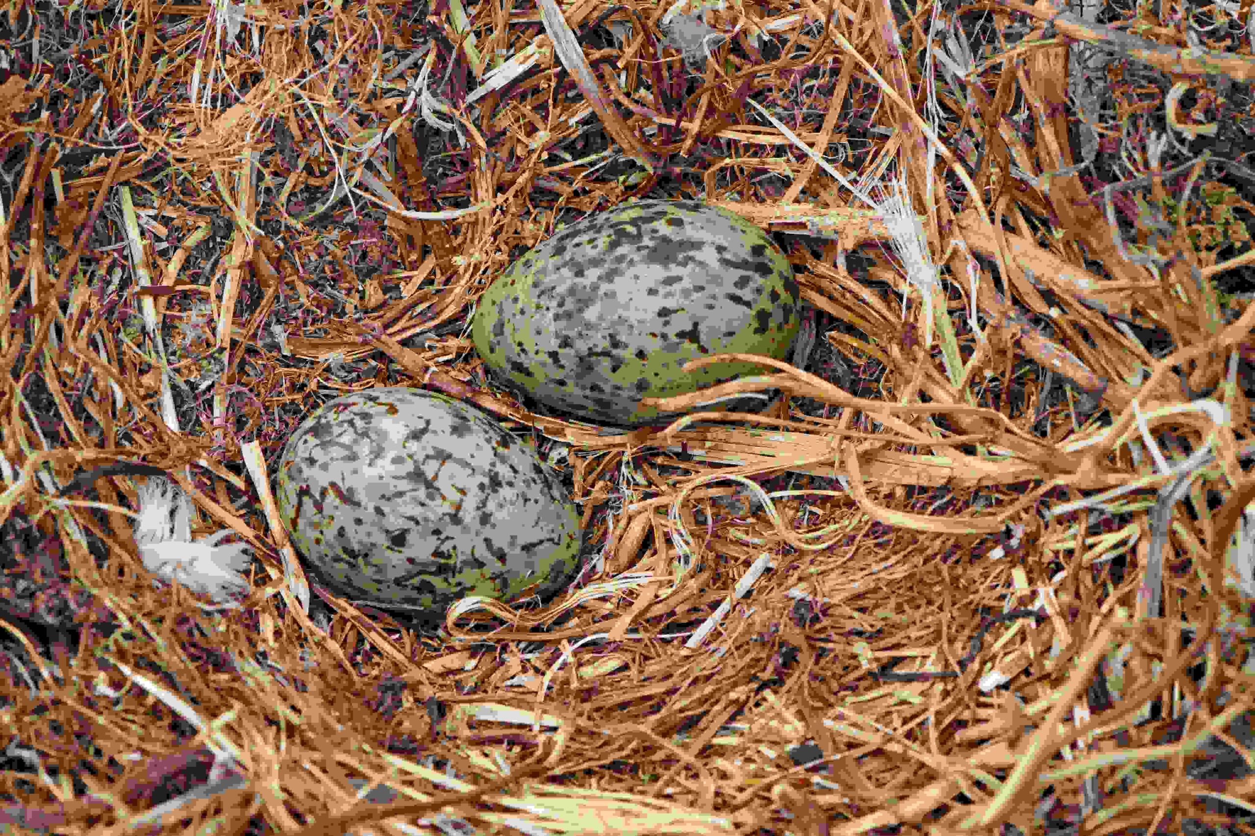 Western Gull Eggs