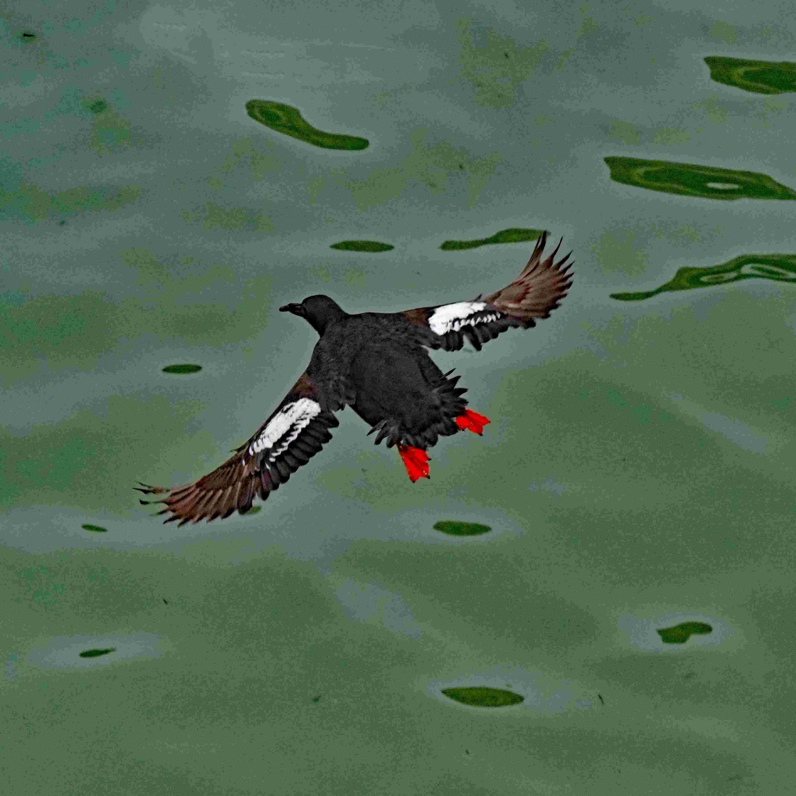 Pigeon Guillemot