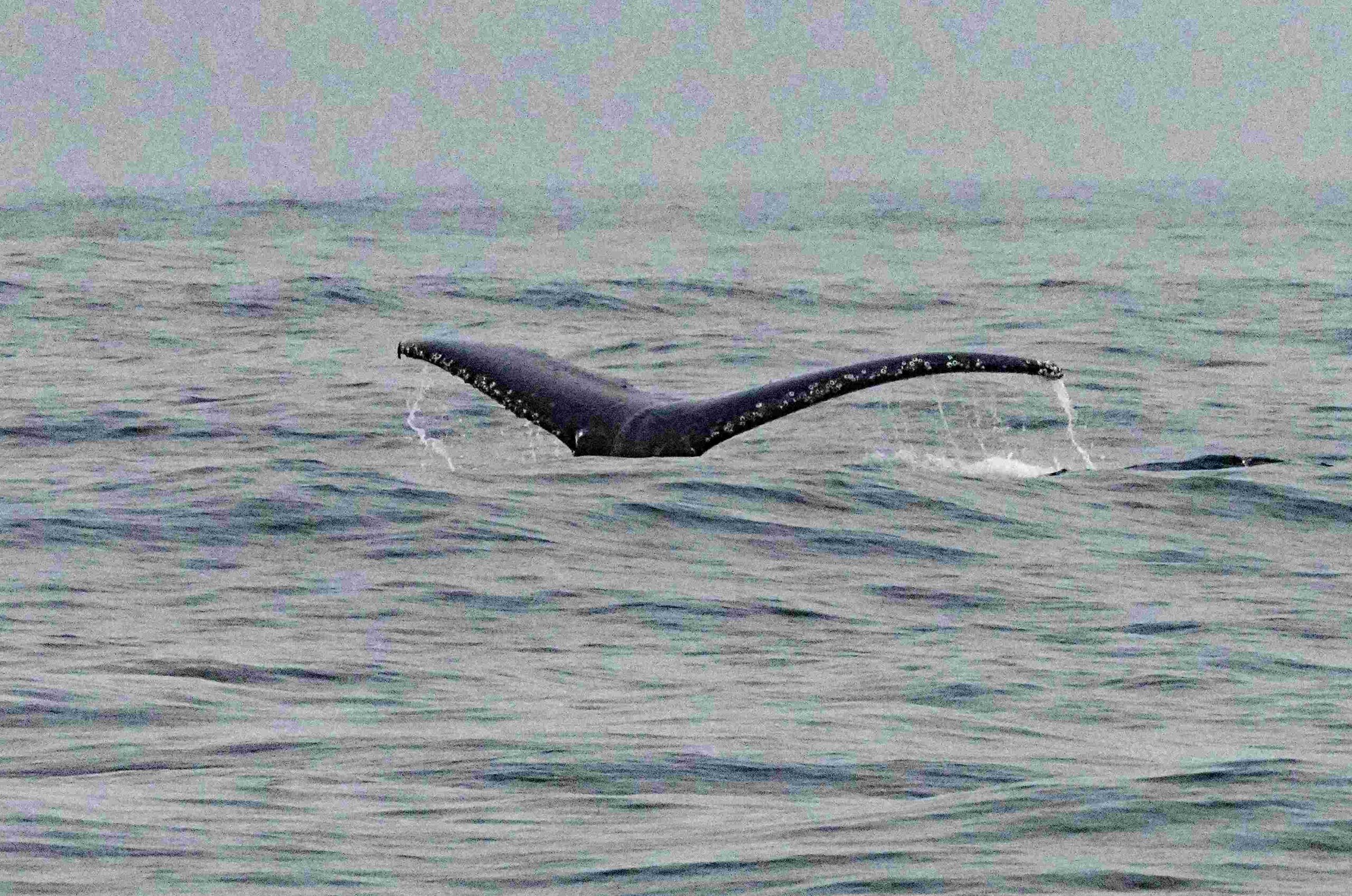 Humpback Whale