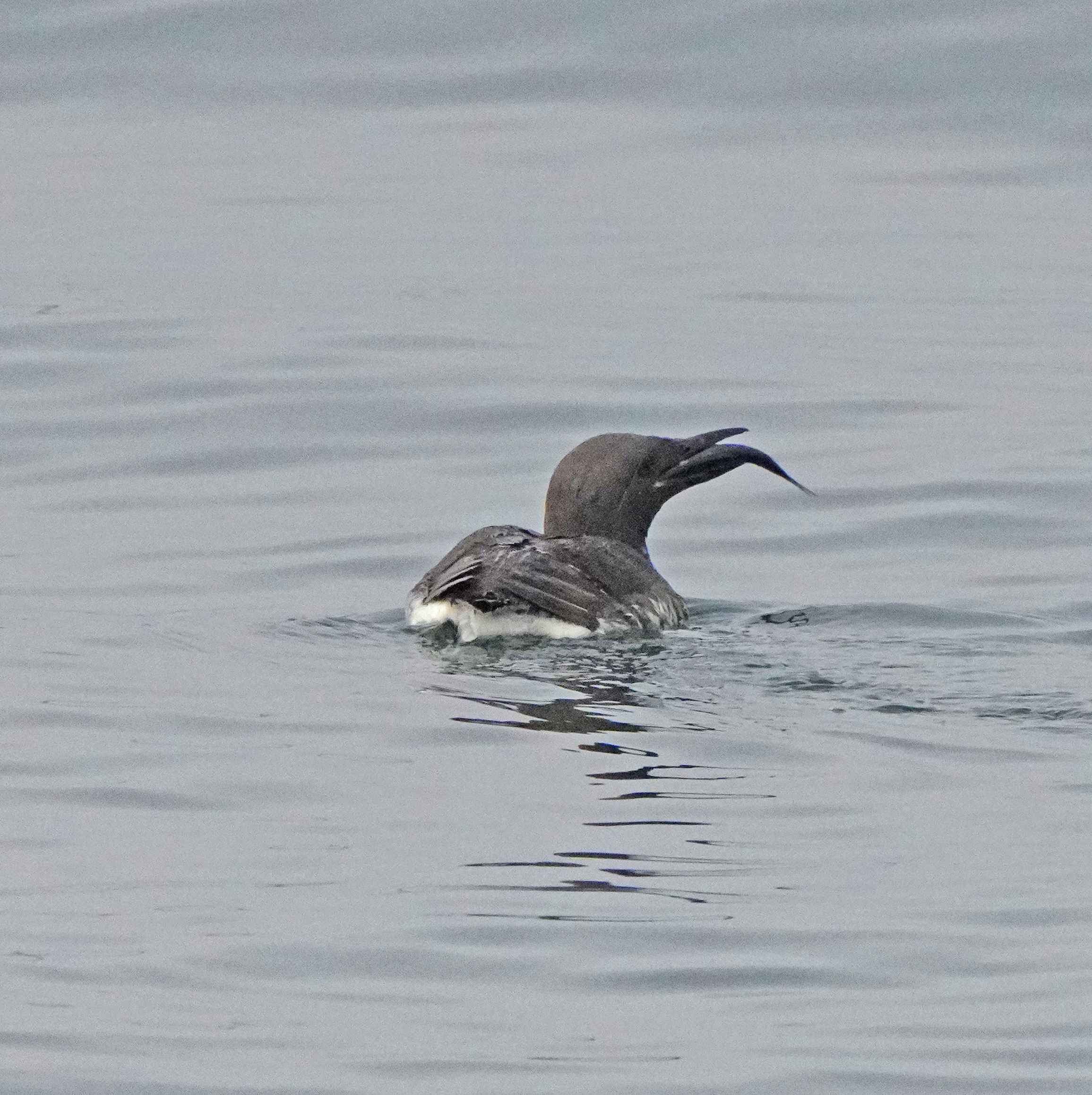 Common Murre with Fish