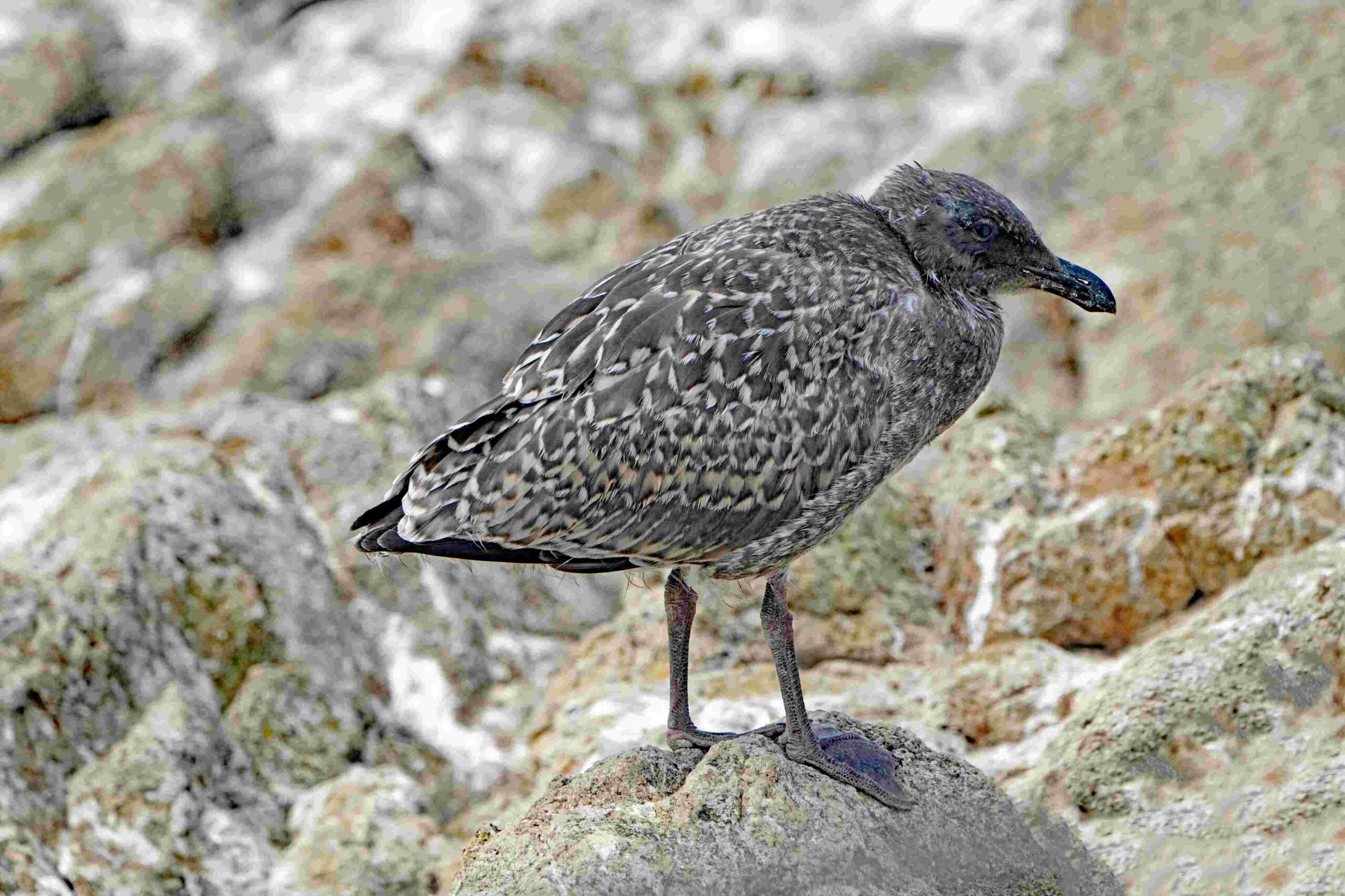 Western Gull (Juvenile)