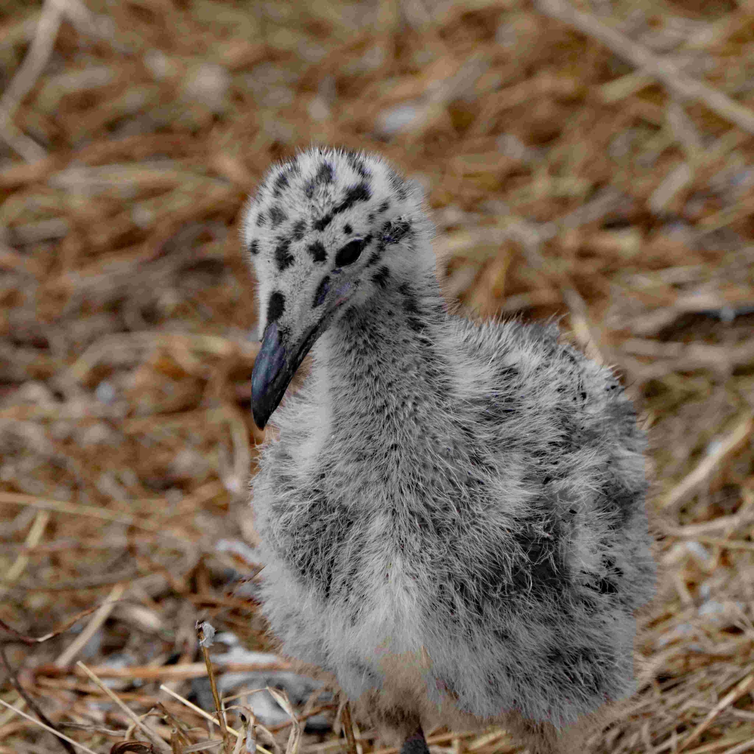 Western Gull Chicks