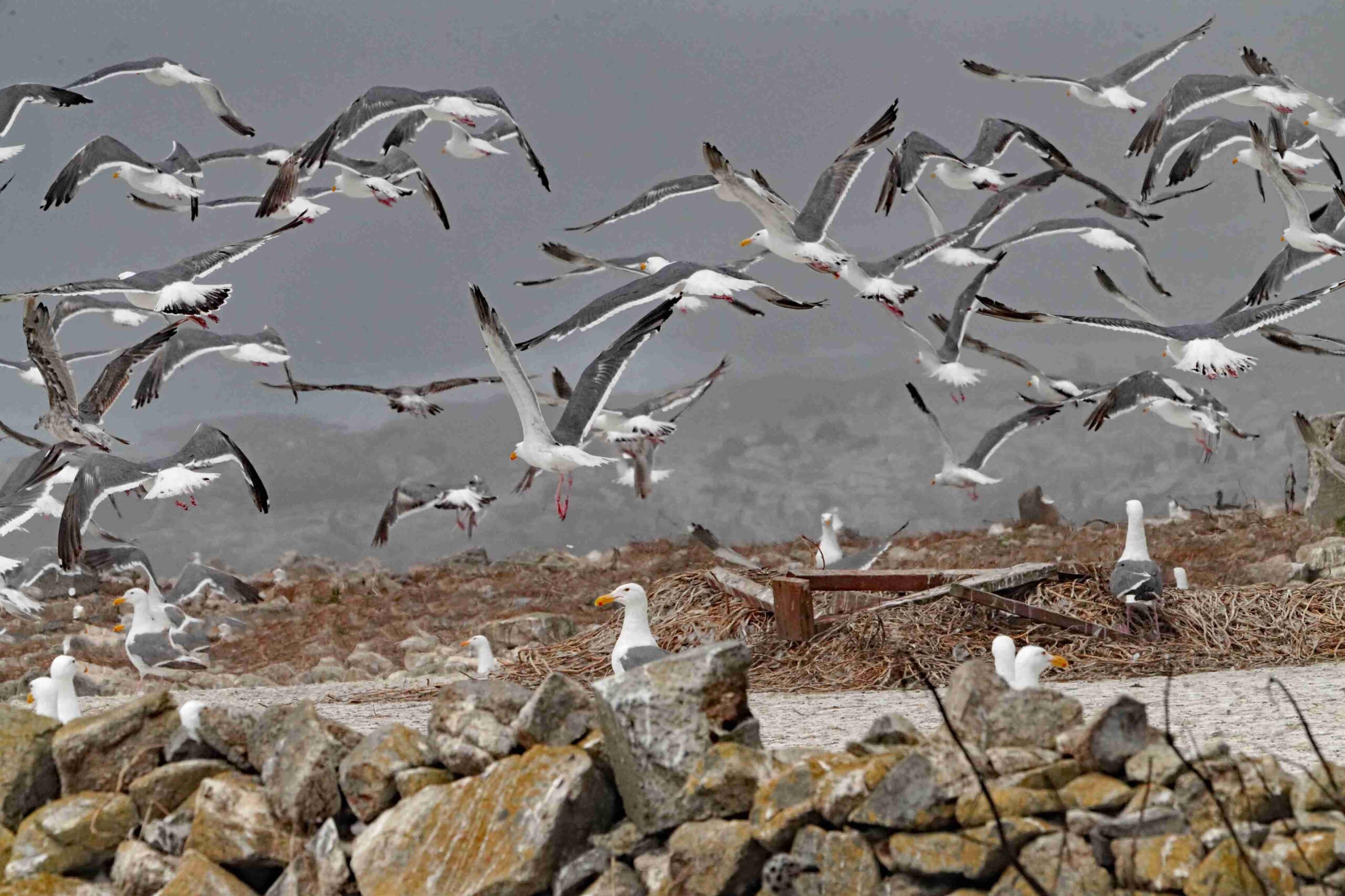 Western Gulls in Flight