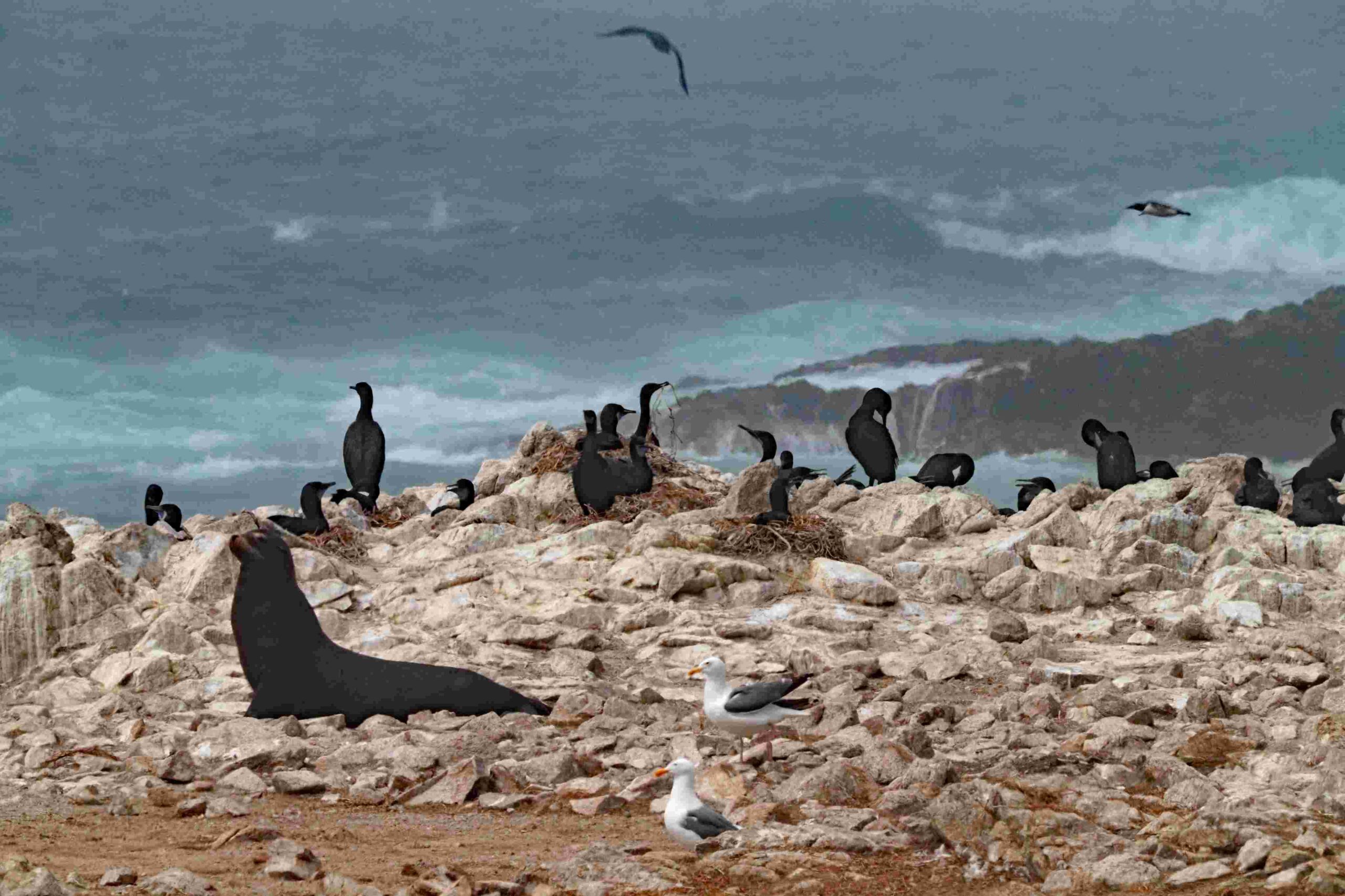Sea Lion with Gulls and Cormorants