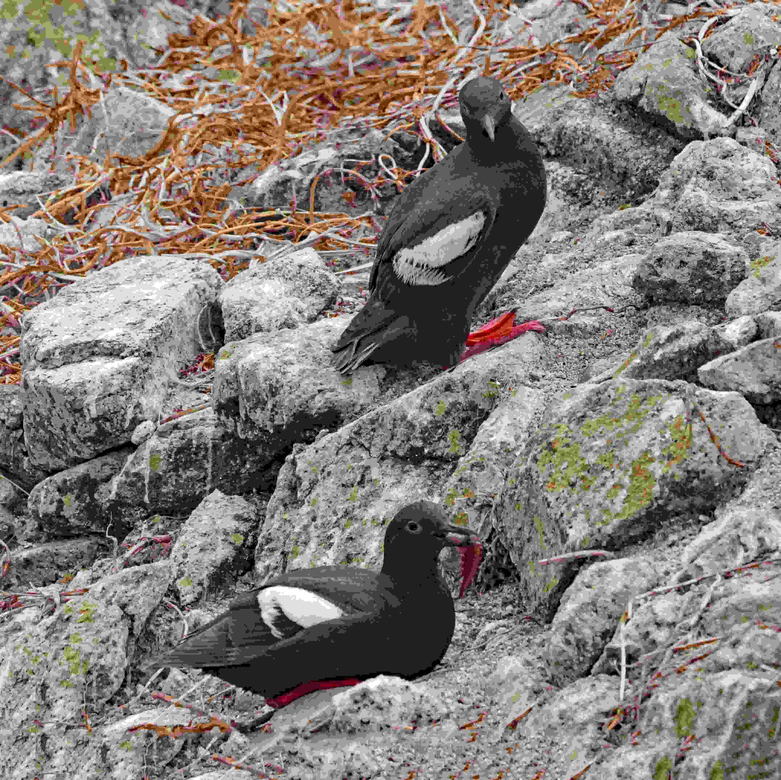Pigeon Guillemots