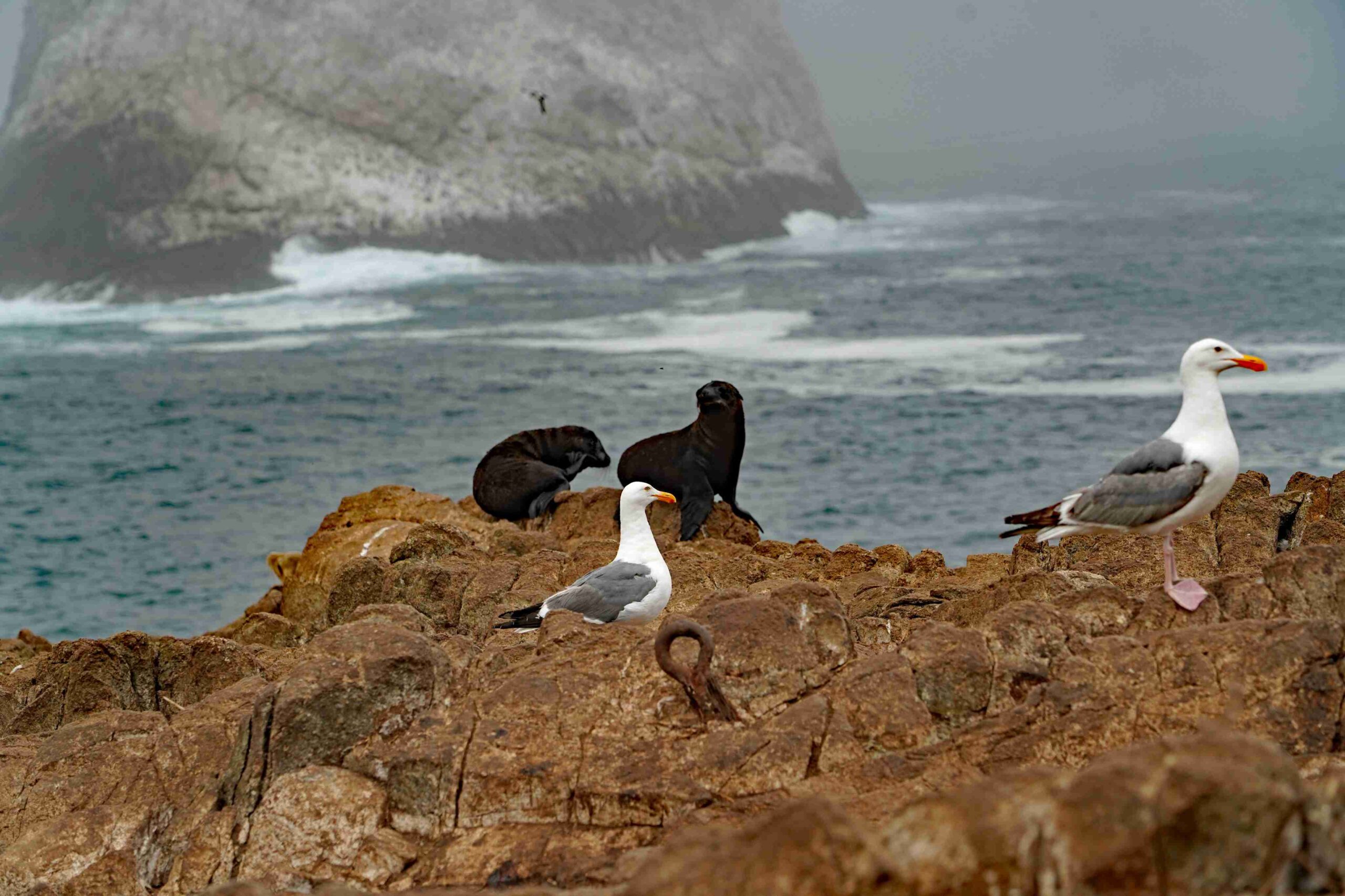 Sea Lions and Western Gulls