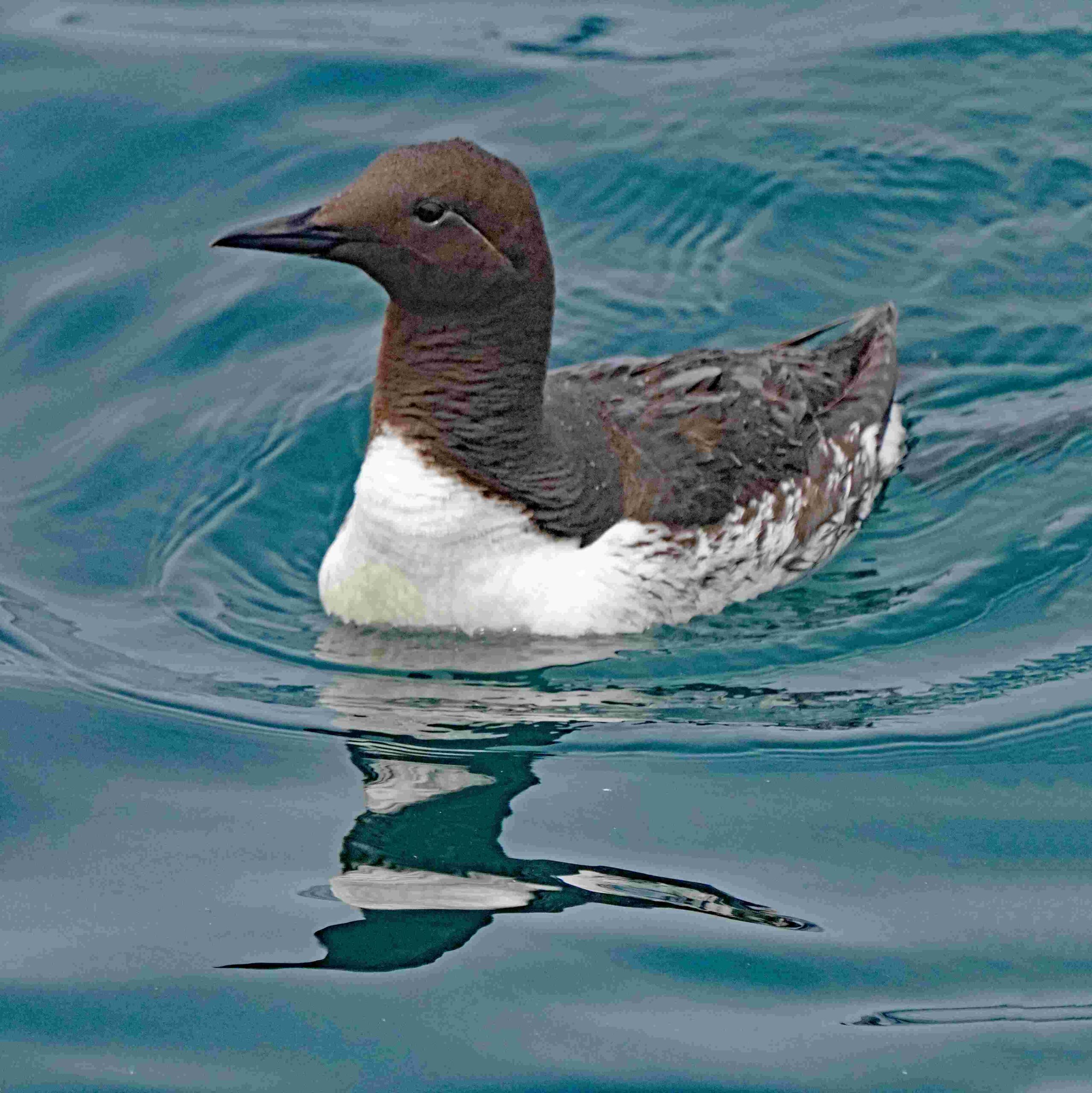 Common Murre