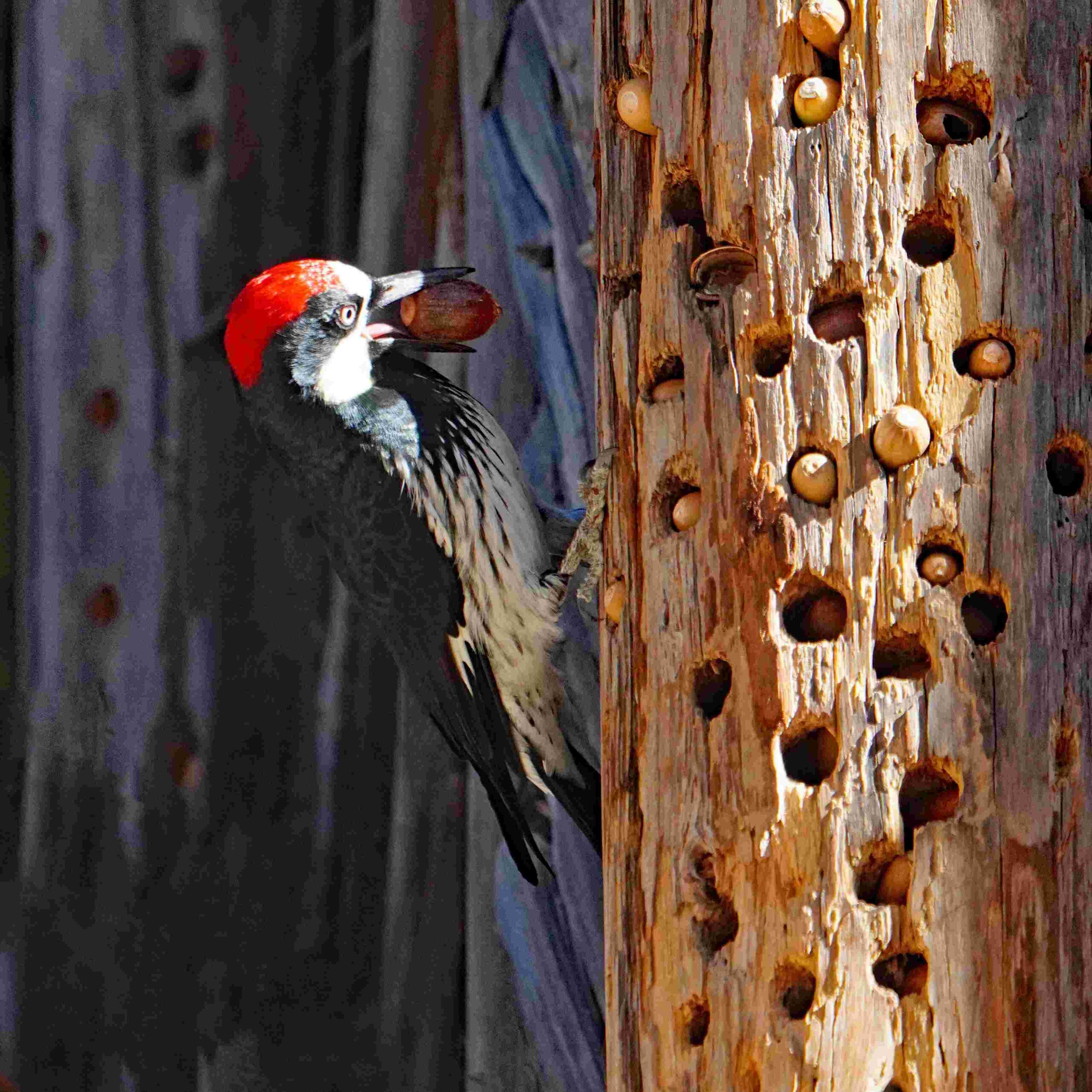 Acorn Woodpecker with Acorn