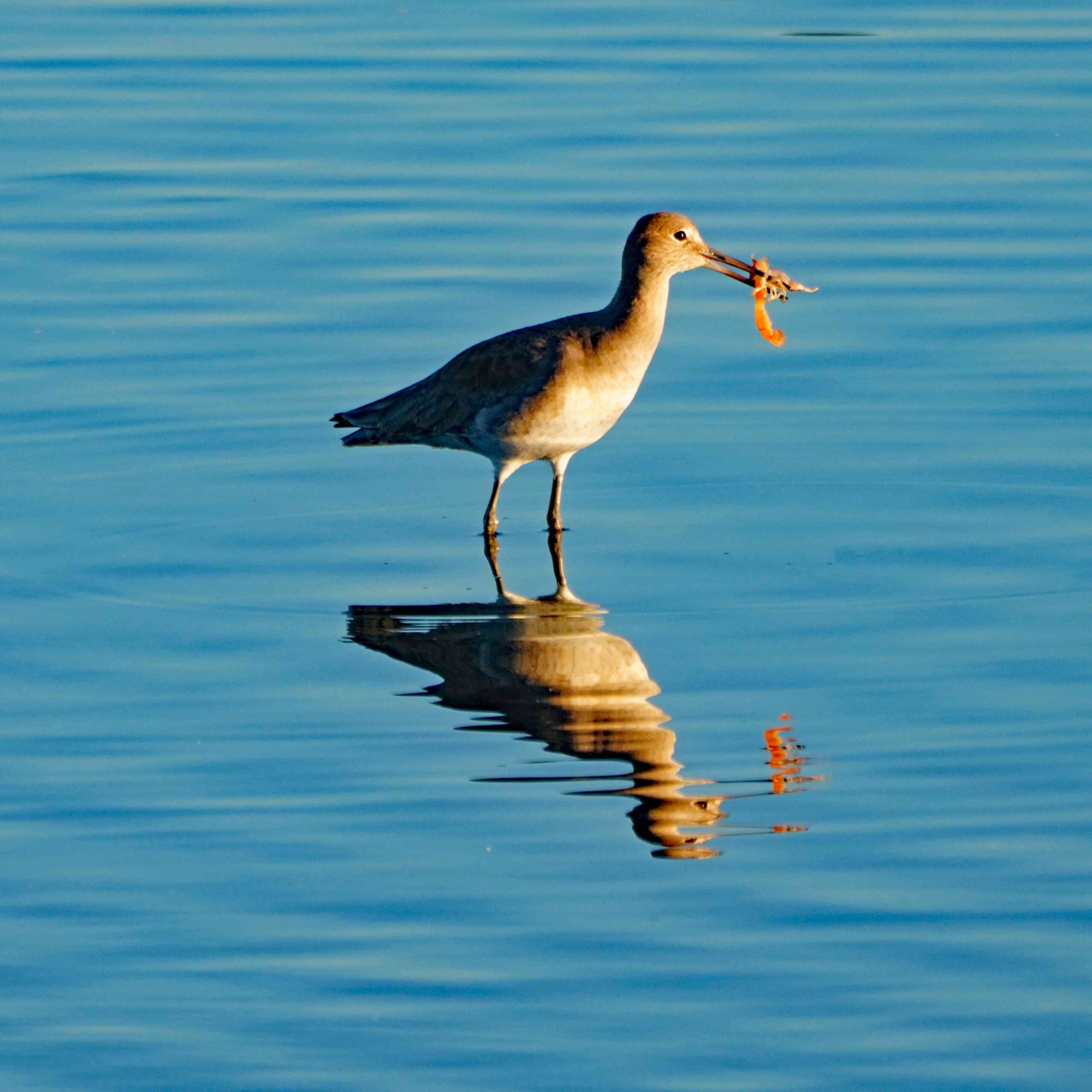 Willit with Crustacean