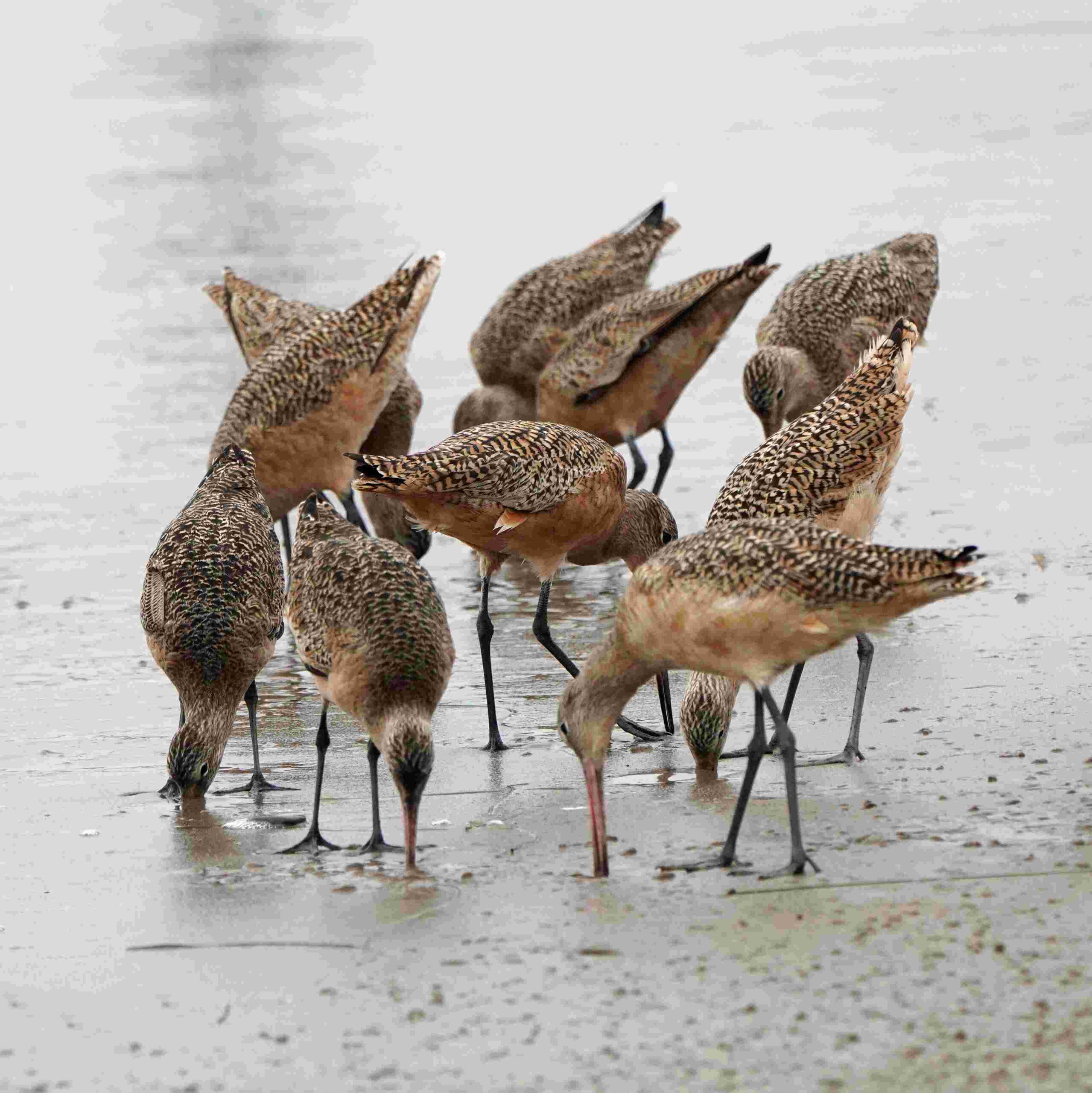 Marbled Godwits
