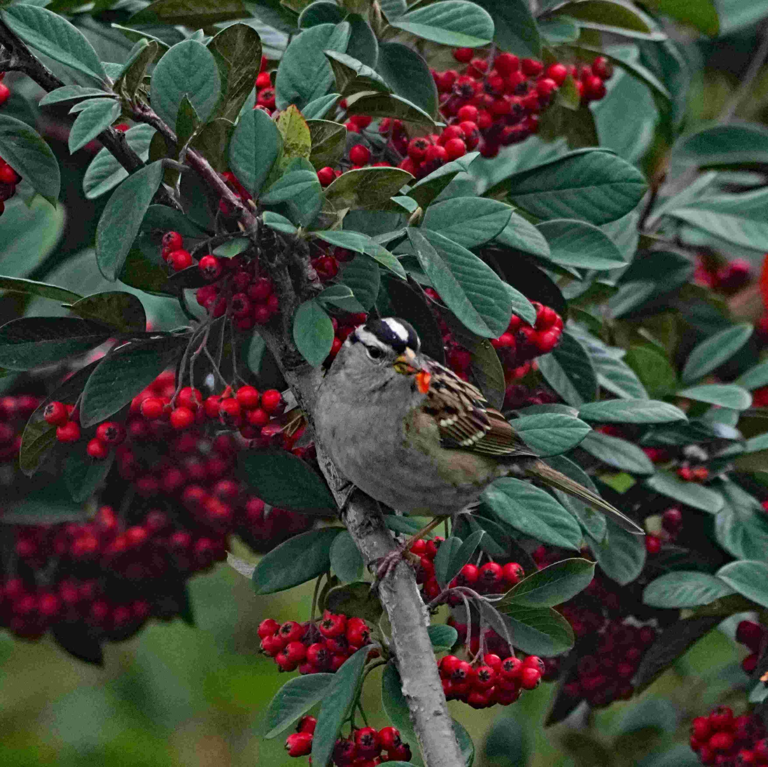 White-crowned Sparrow