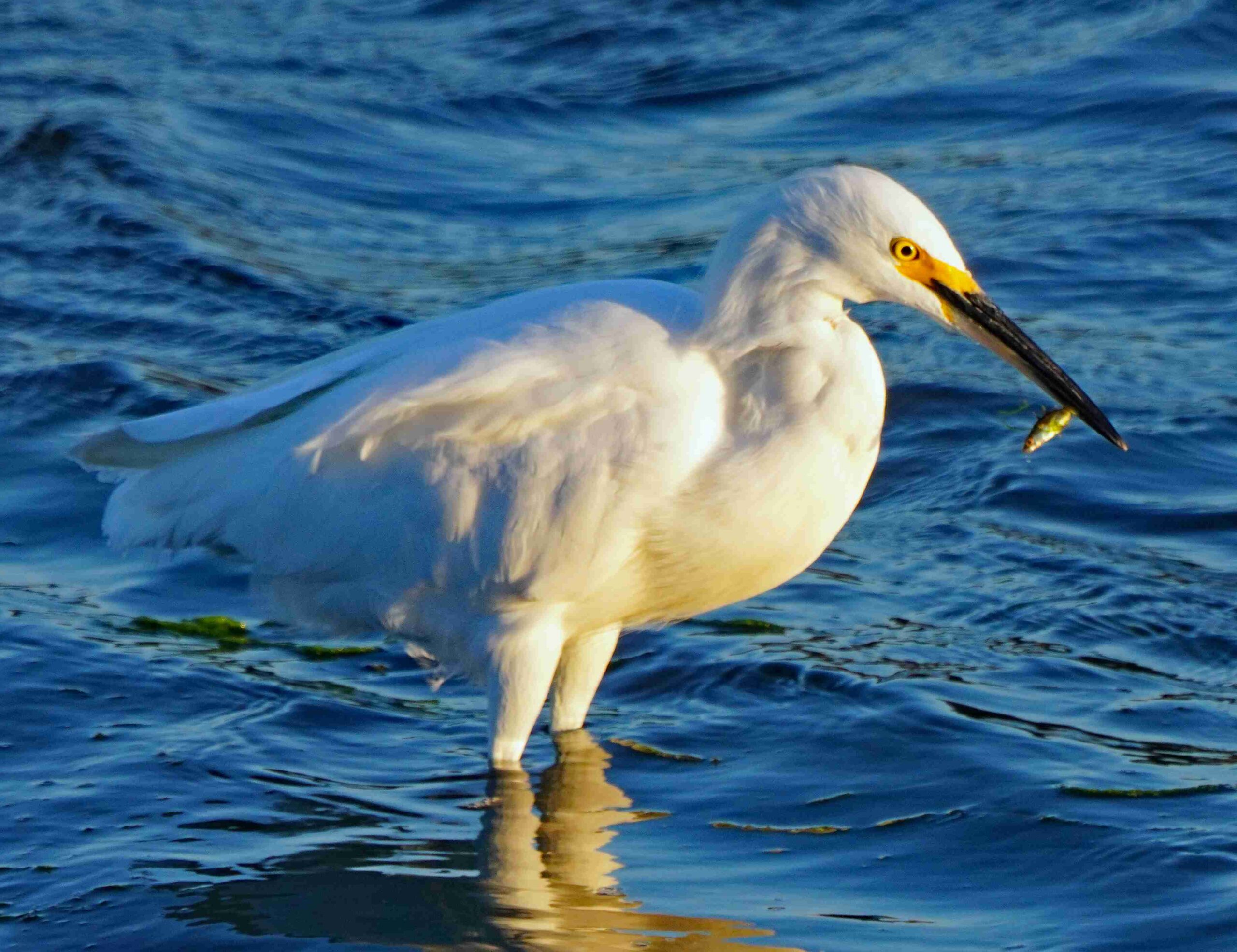 Snowy Egret with Fish
