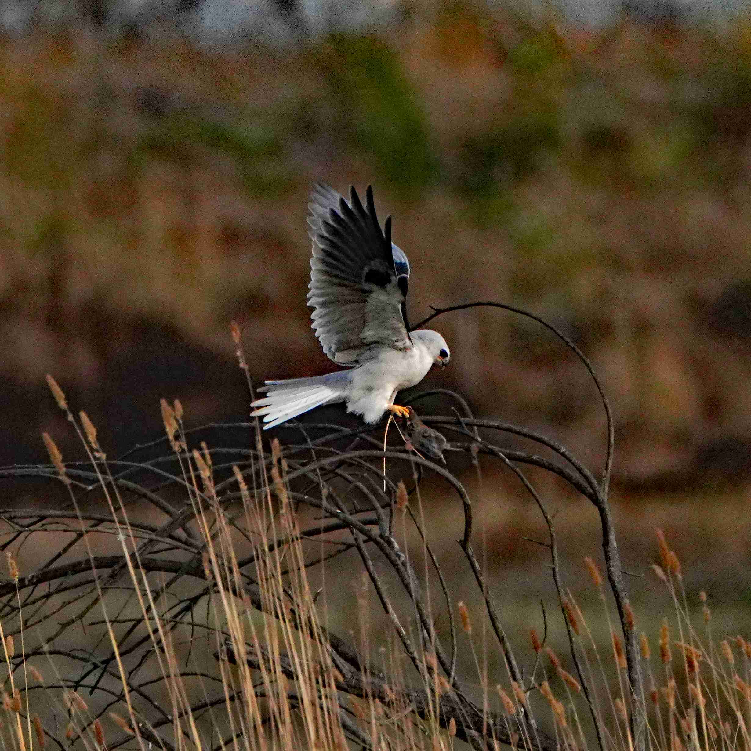 White-tailed Kite with Rat