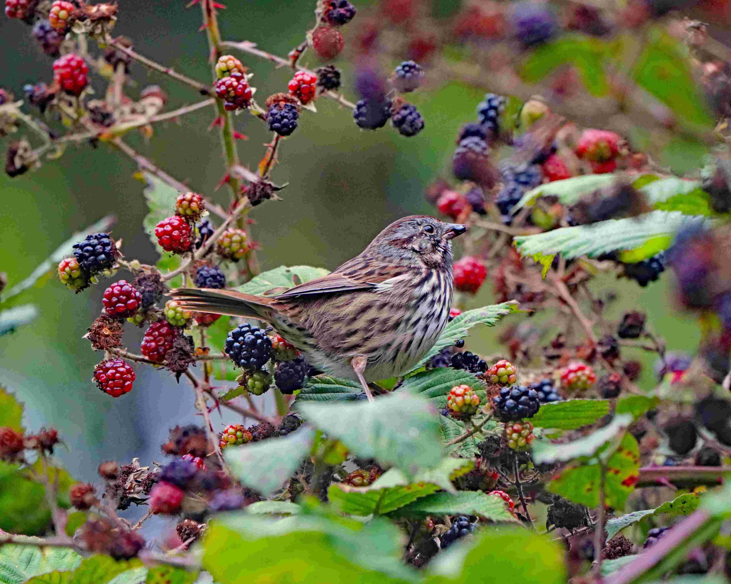 Song Sparrow with Blackberies