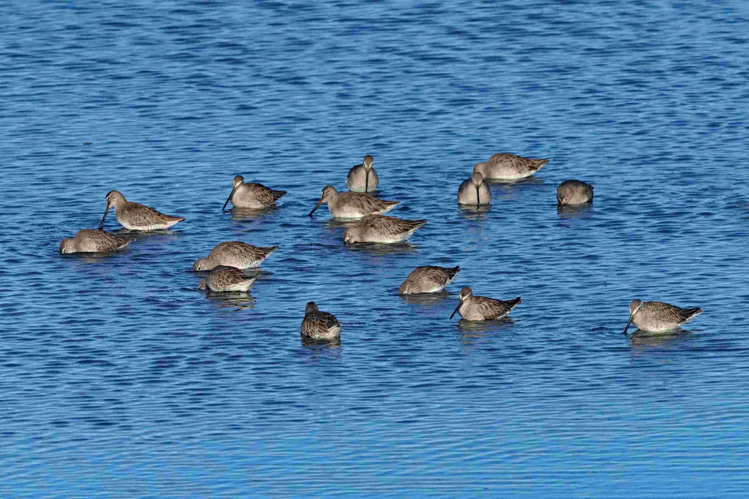 Long-billed Dowitchers
