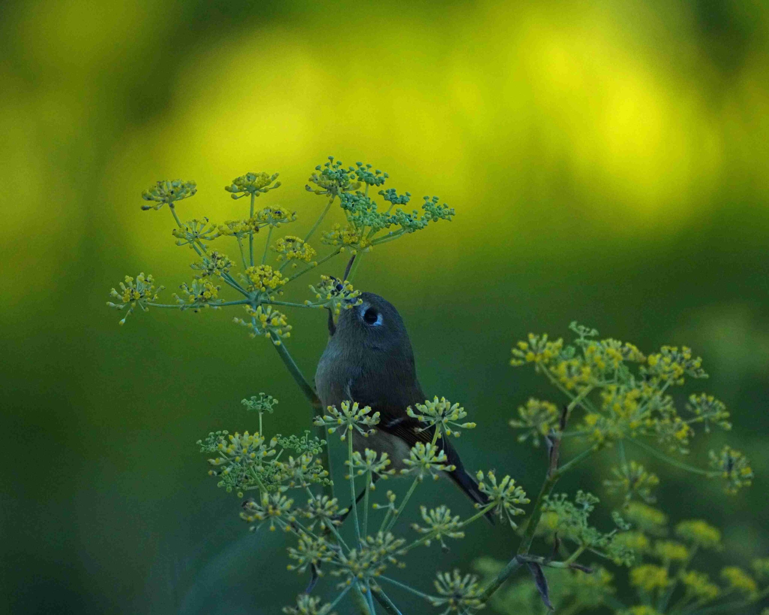 Ruby-crowned kinglet