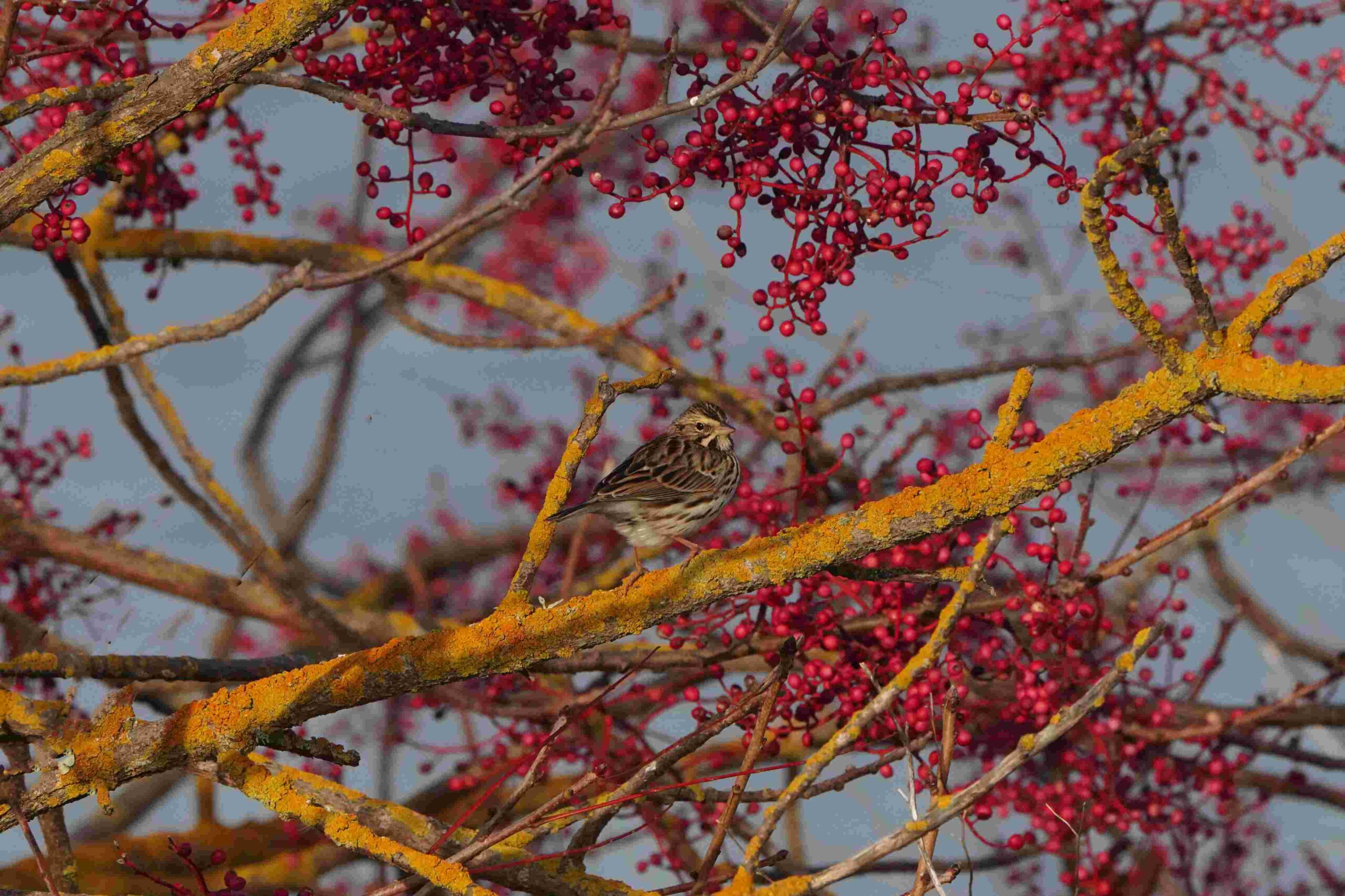 Song Sparrow with Red Berries