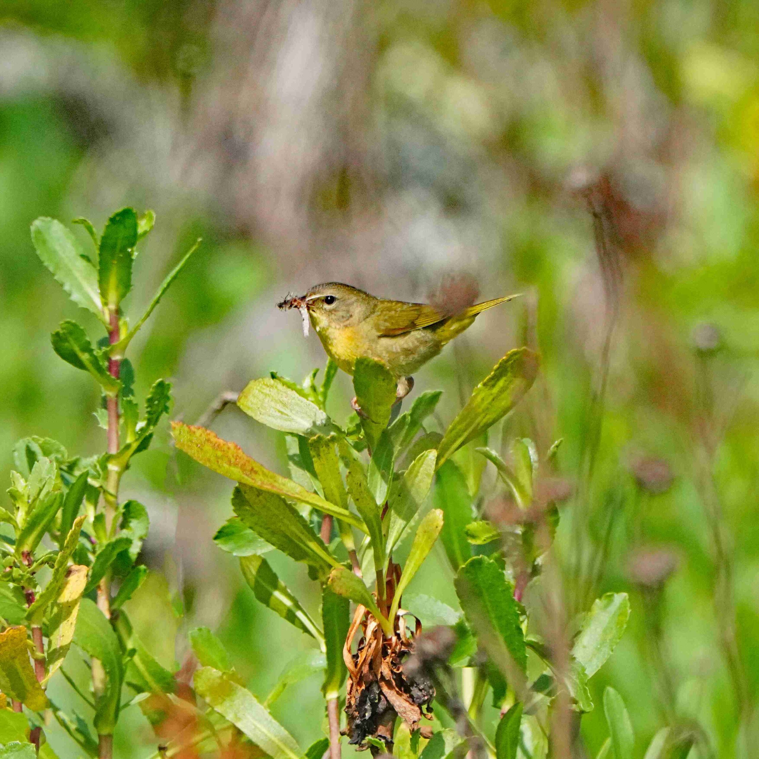 Common Yellowthroat with Bug