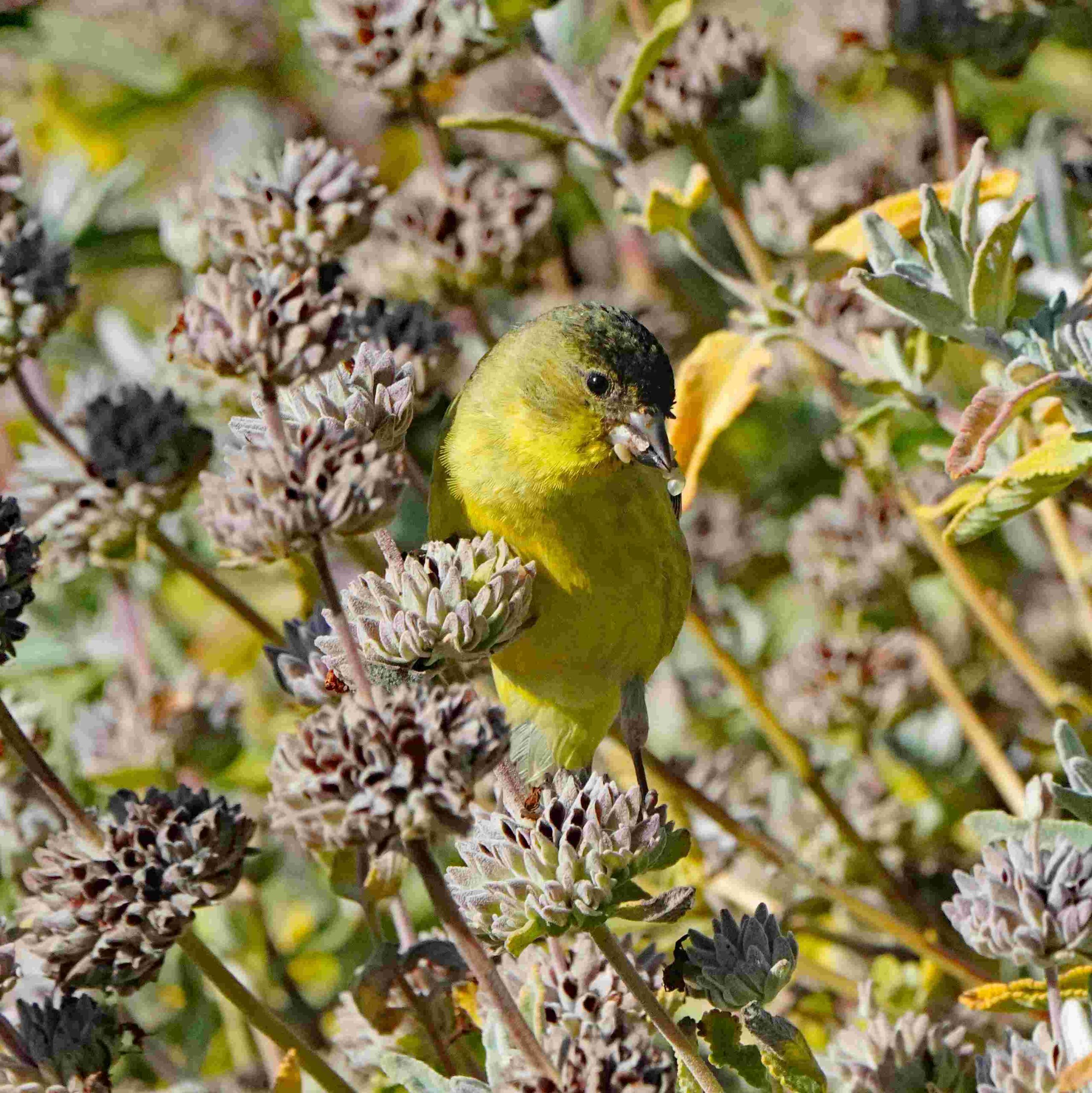 Lesser Goldfinch with Seeds