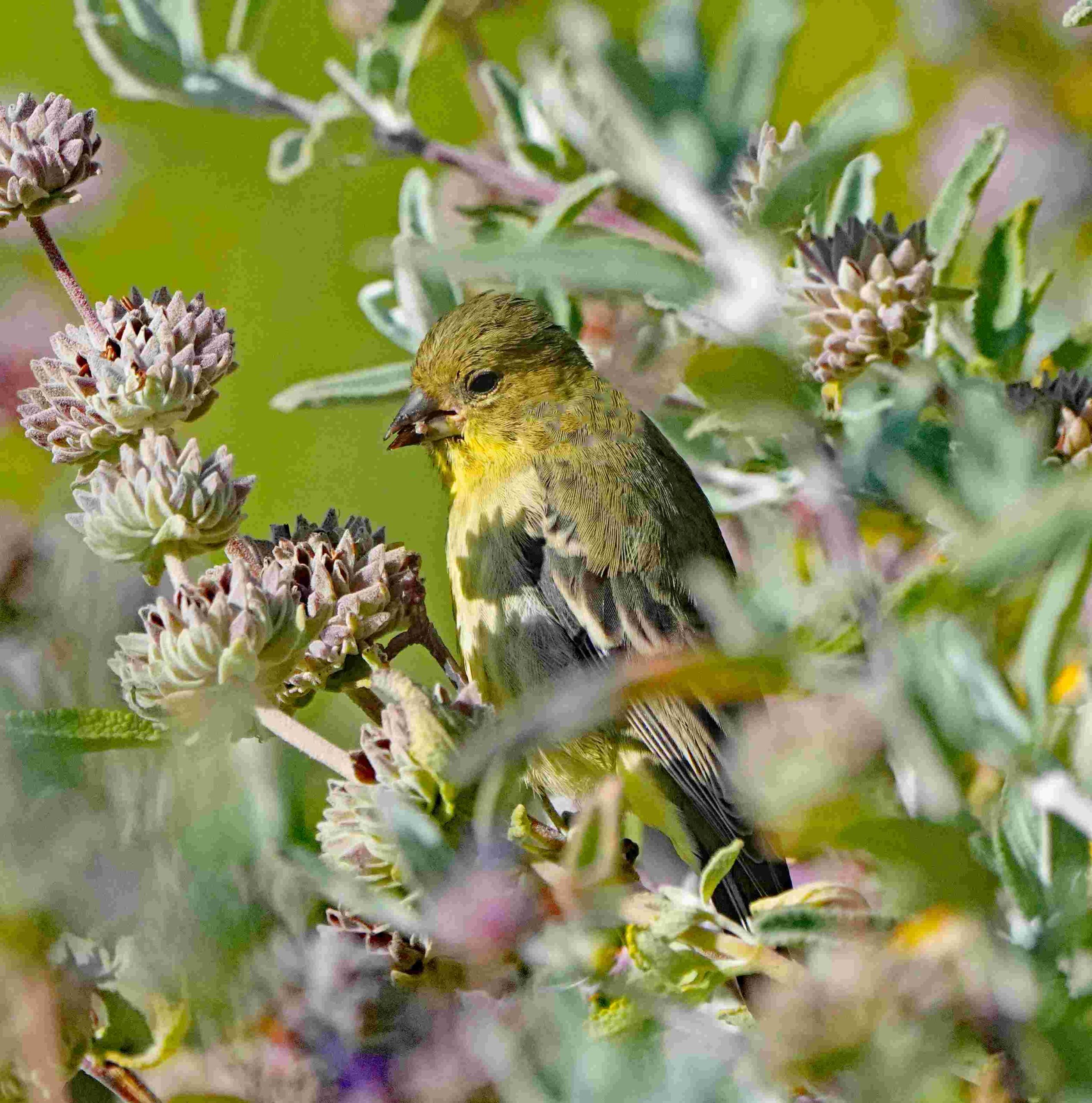 Lesser Goldfinch with Seeds