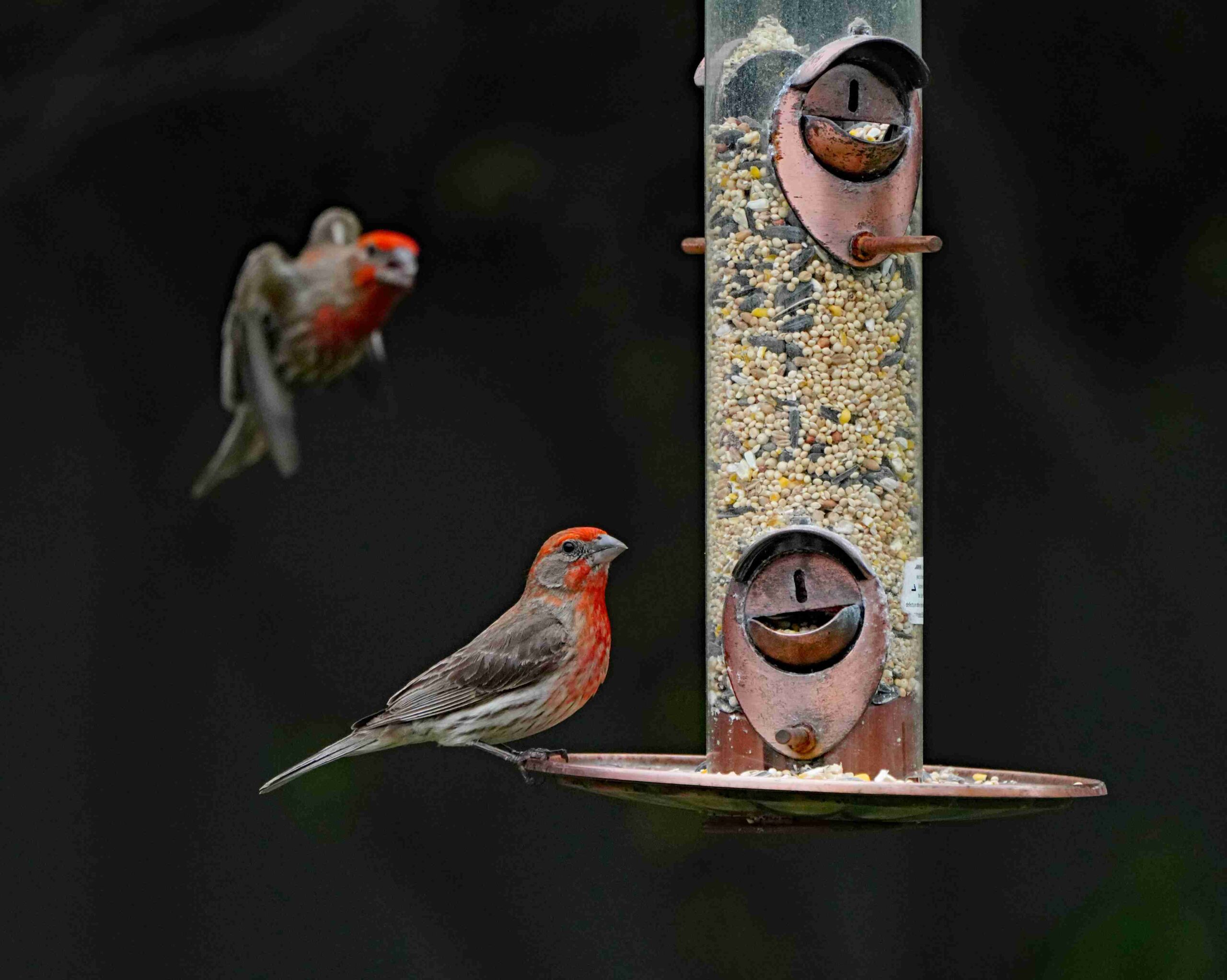 House Finch at Feeder