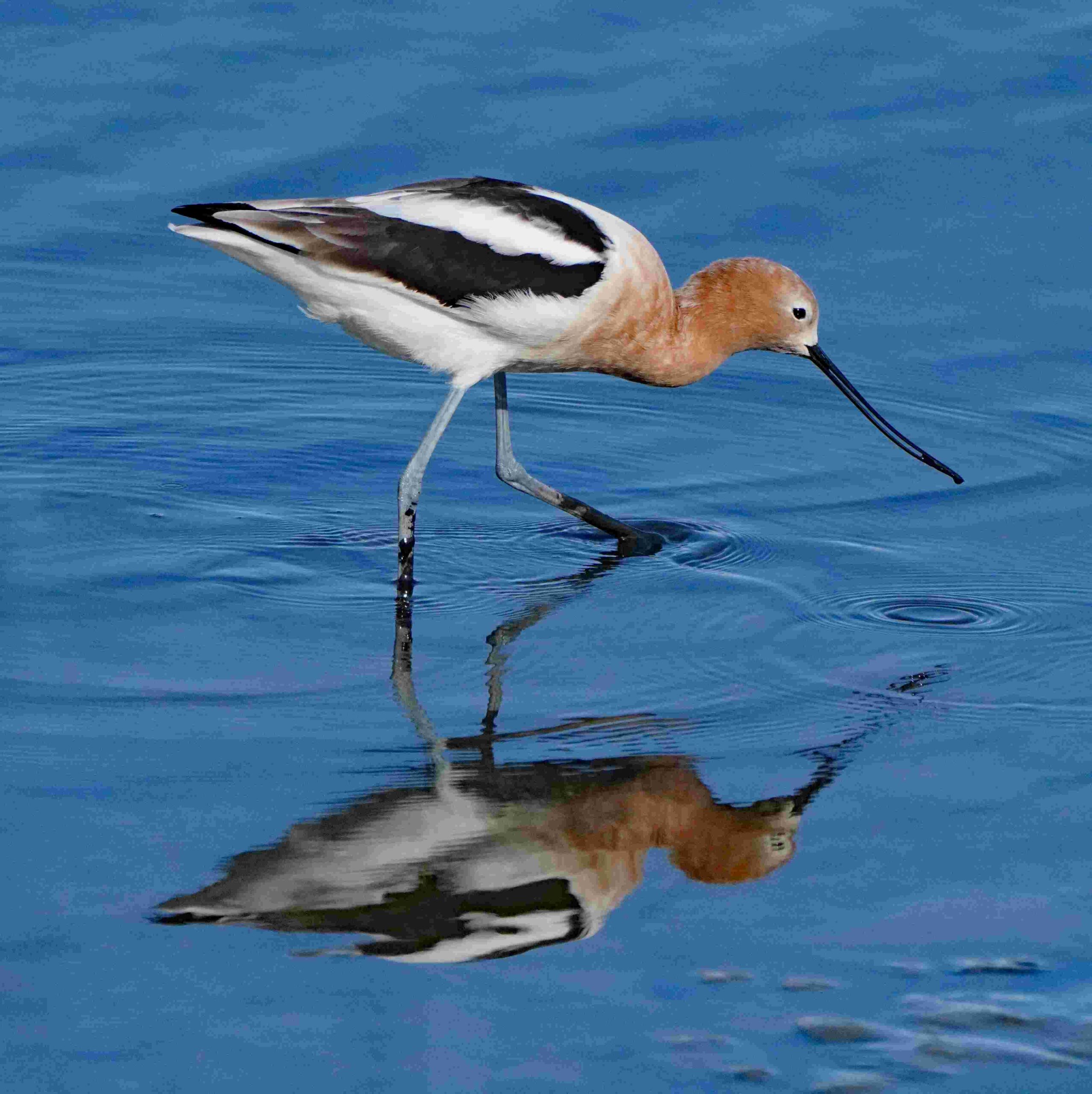 American Avocet