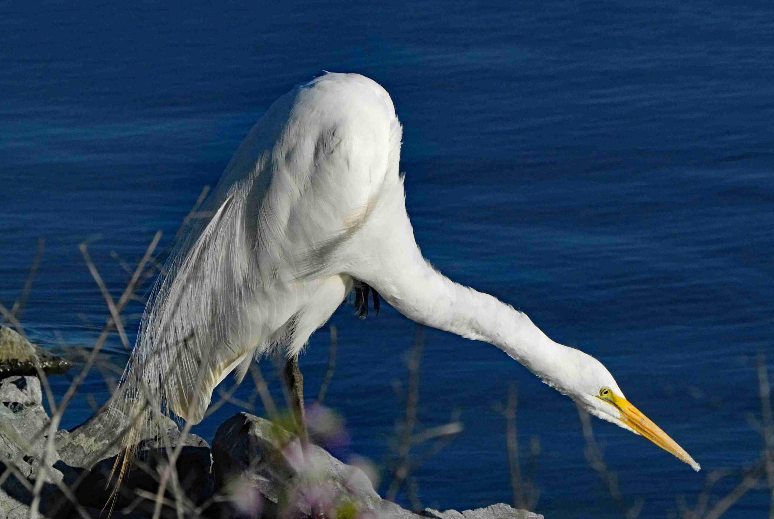 Great Egreat Hunting