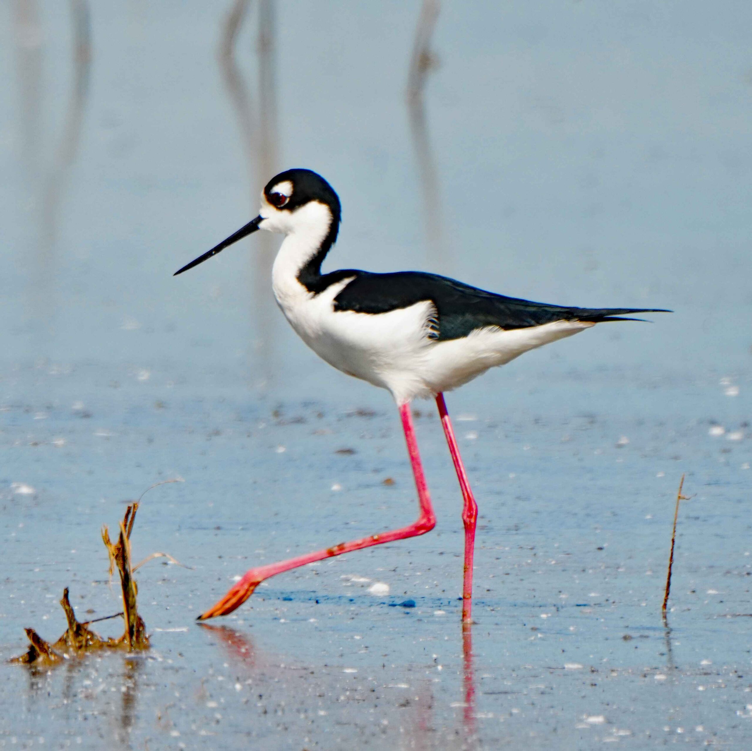 Black-necked Stilt