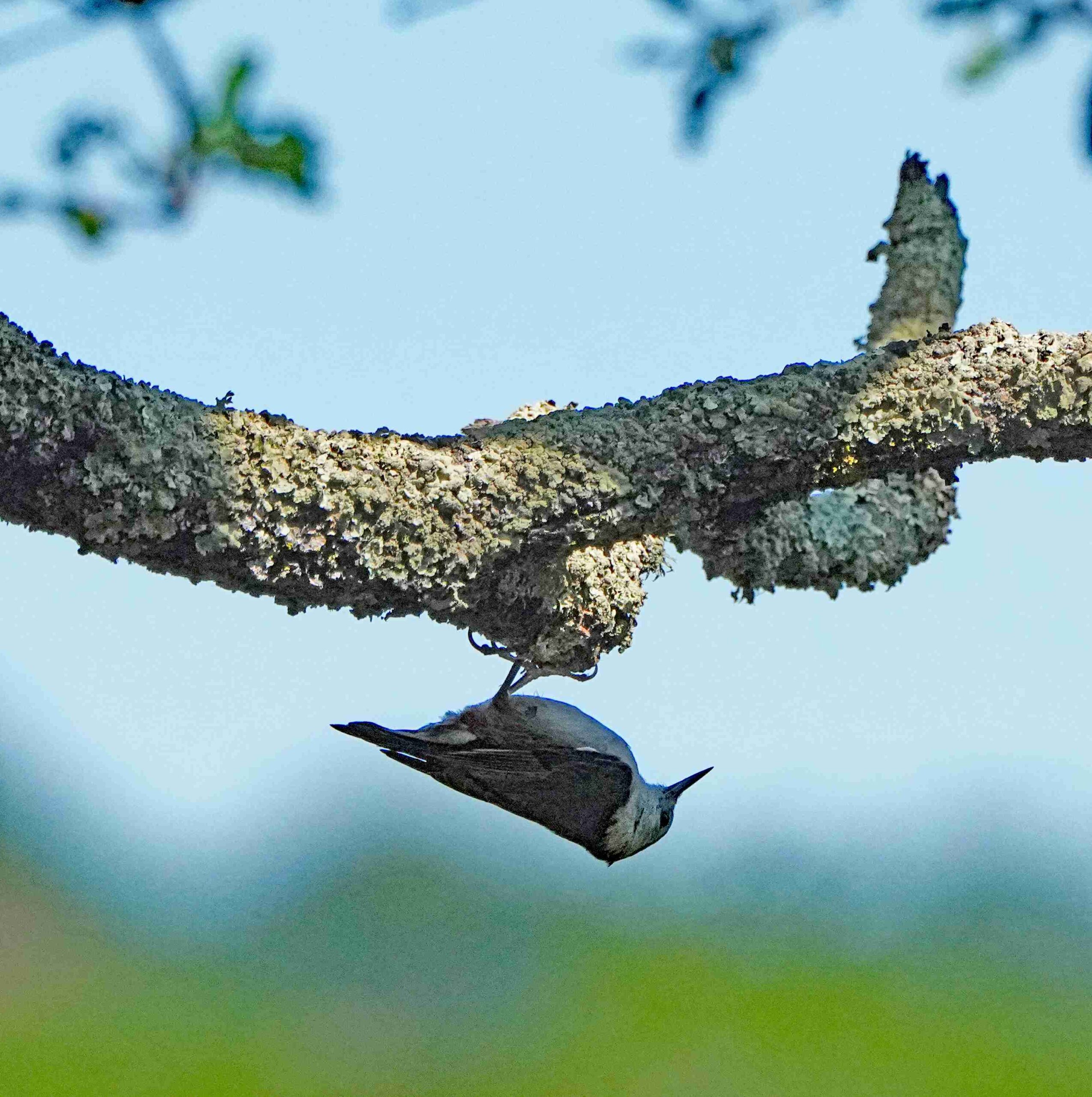 White-breasted Nuthatch