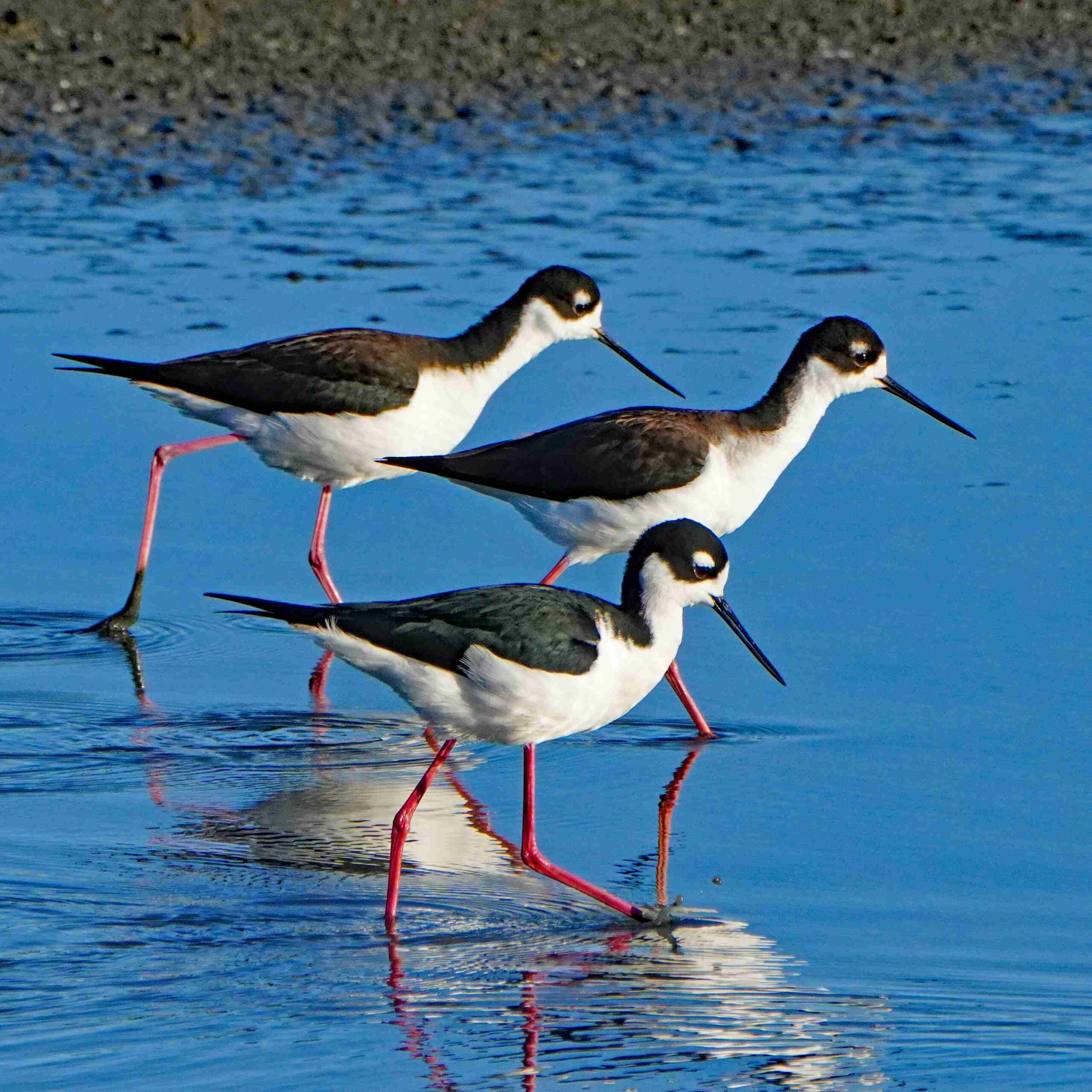 Black-necked Stilts
