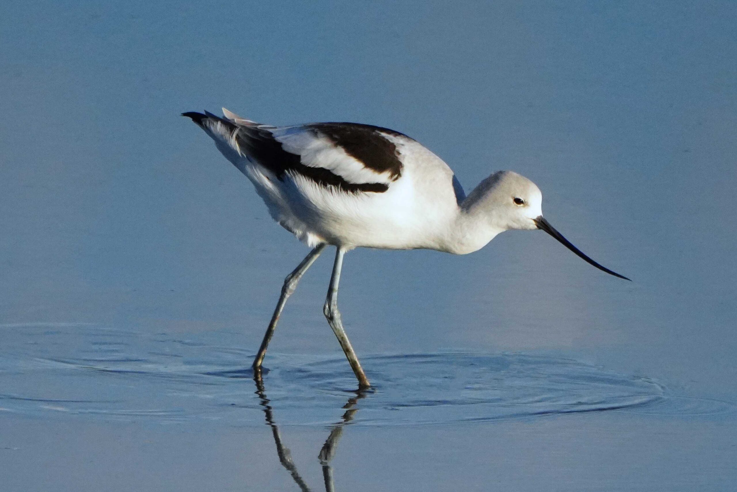 American Avocet