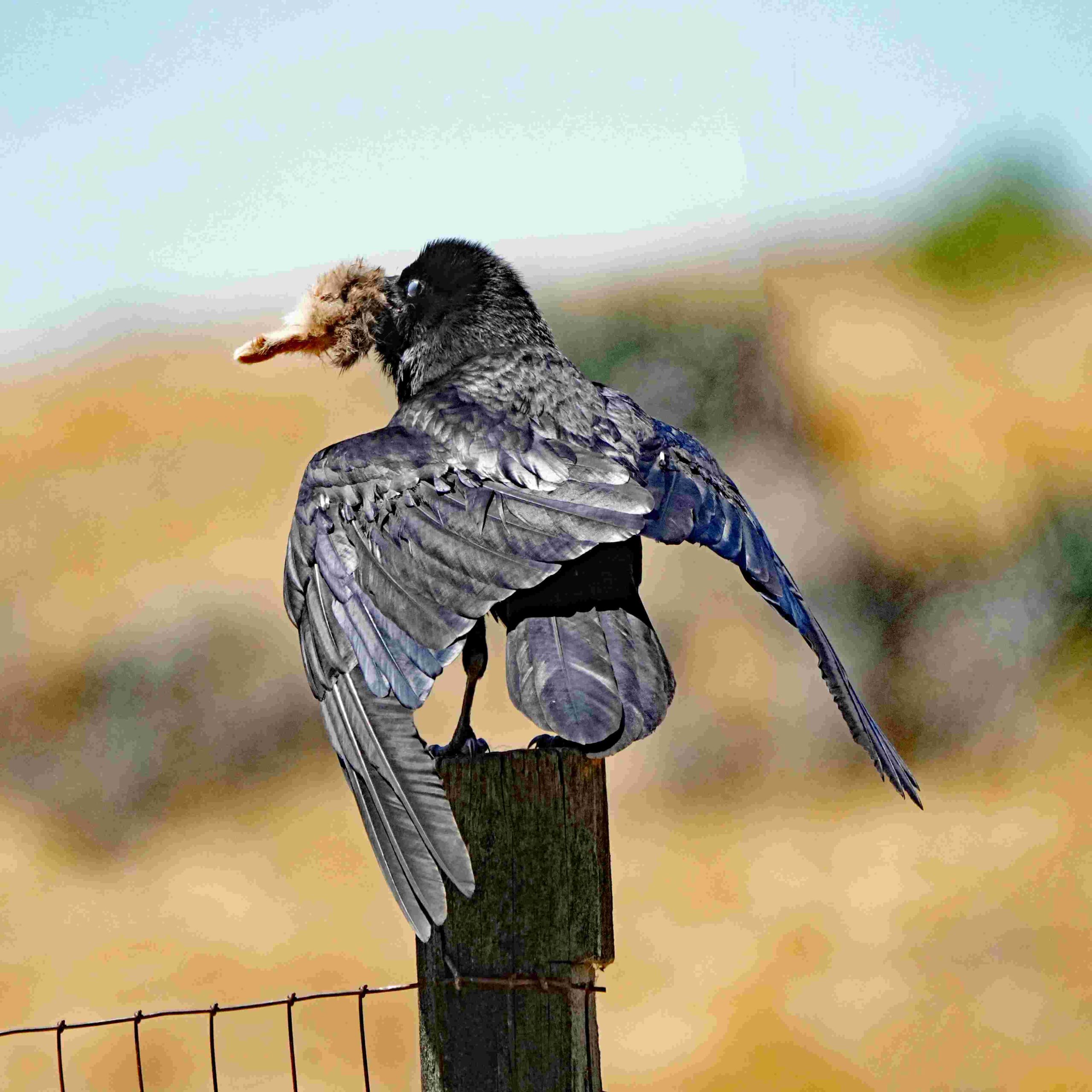 Common Raven with Rabbit