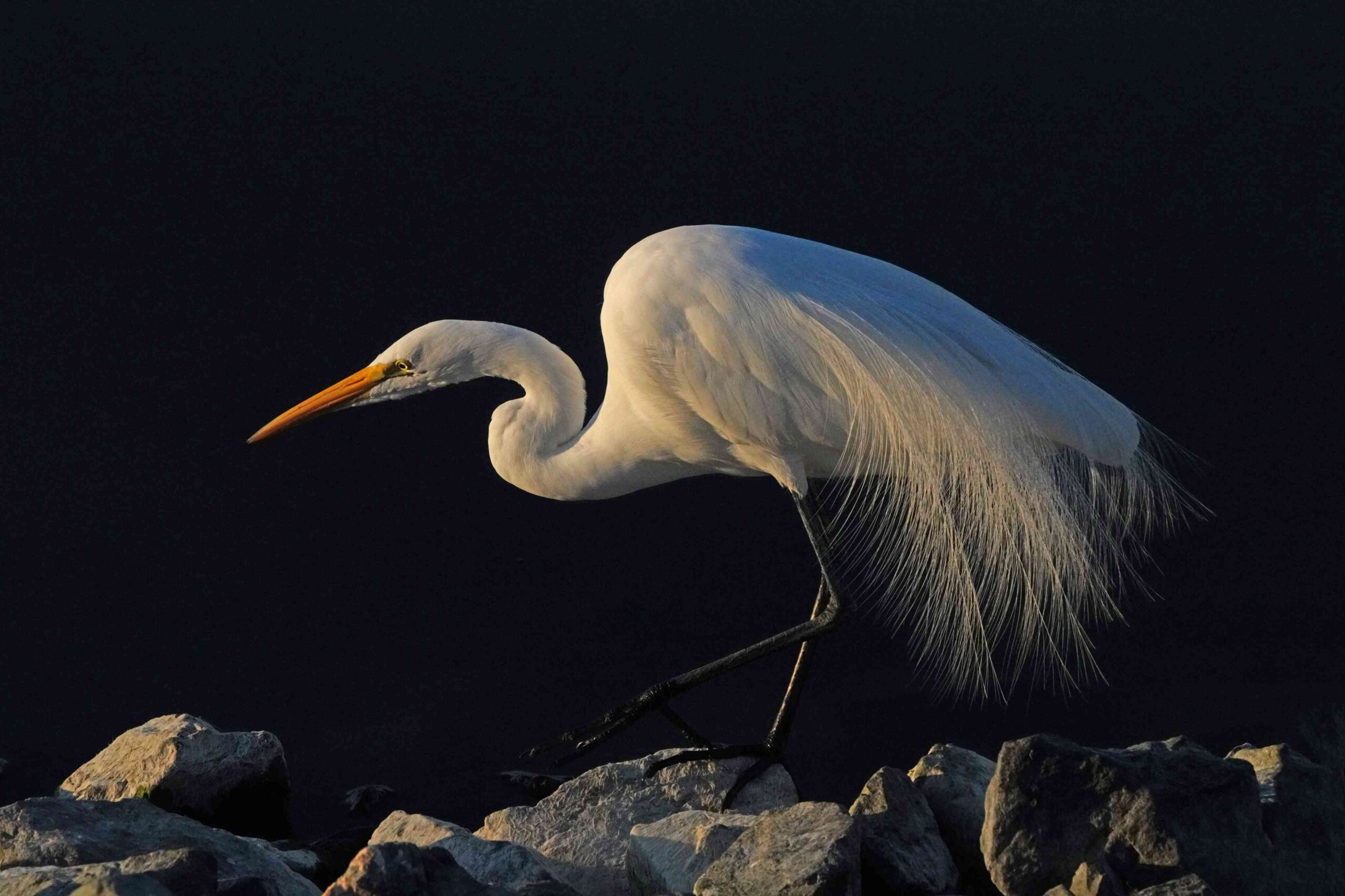 Great Egret