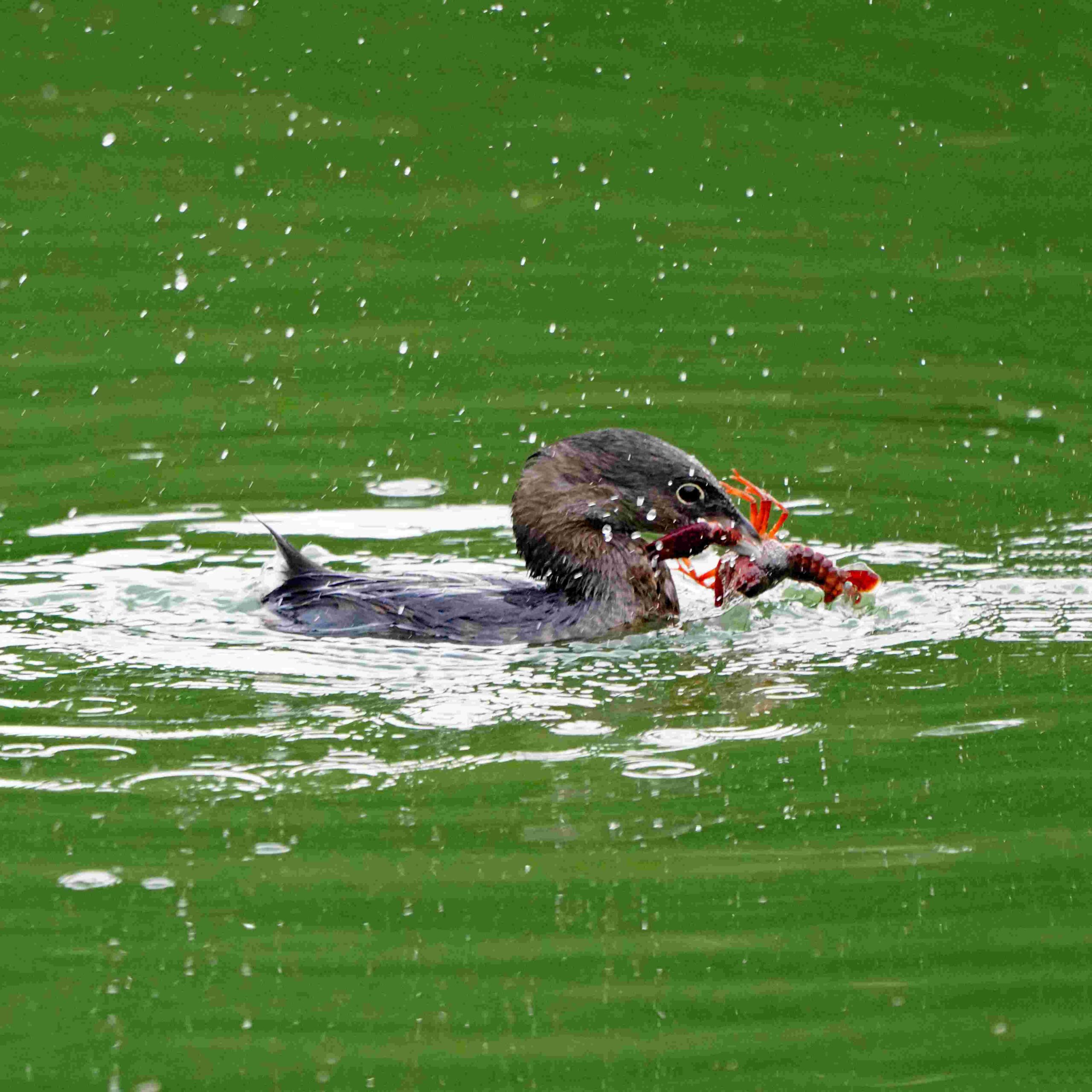 Pied-billed Grebe with Crawfish