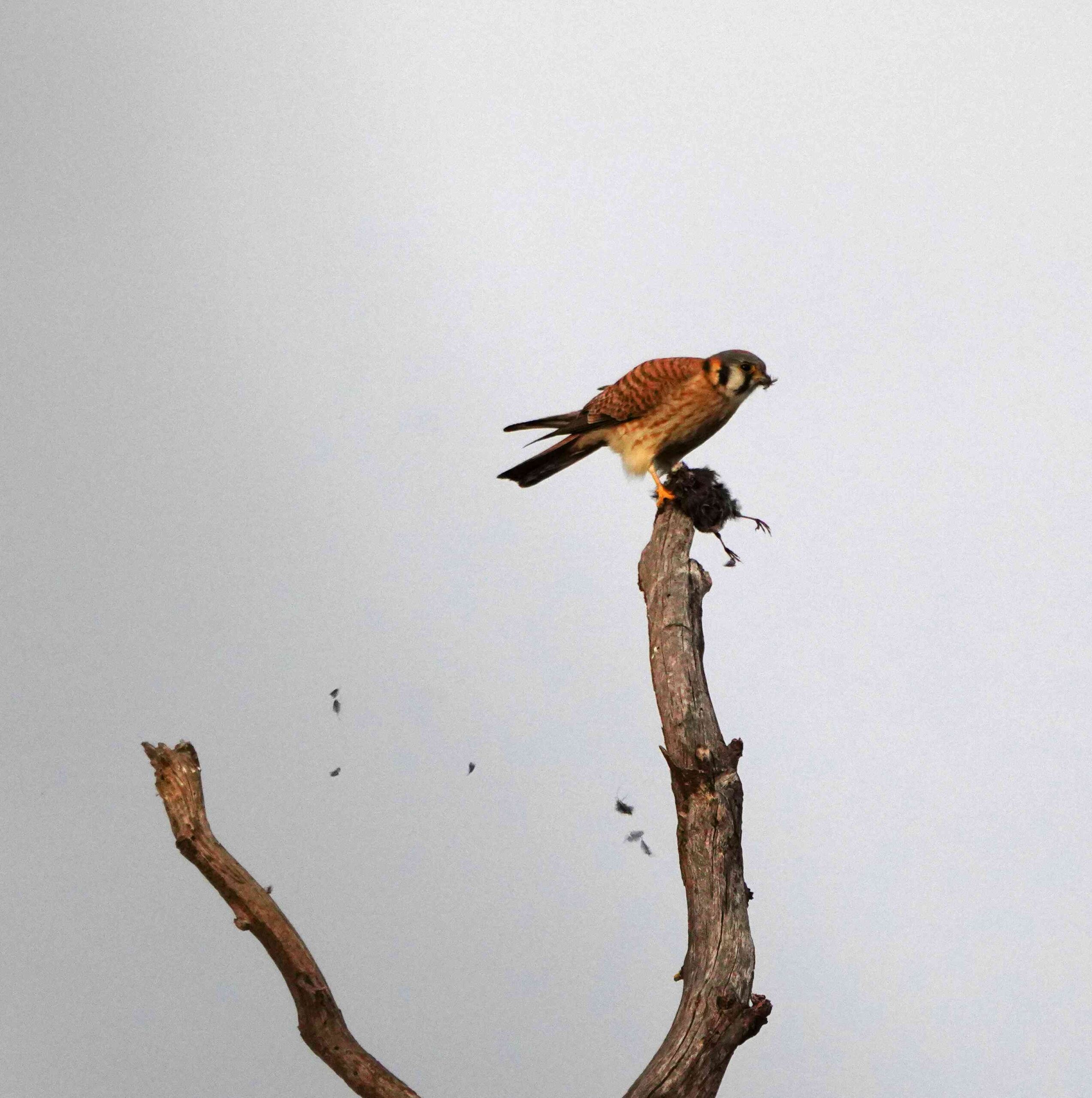 American Kestrel with Bird