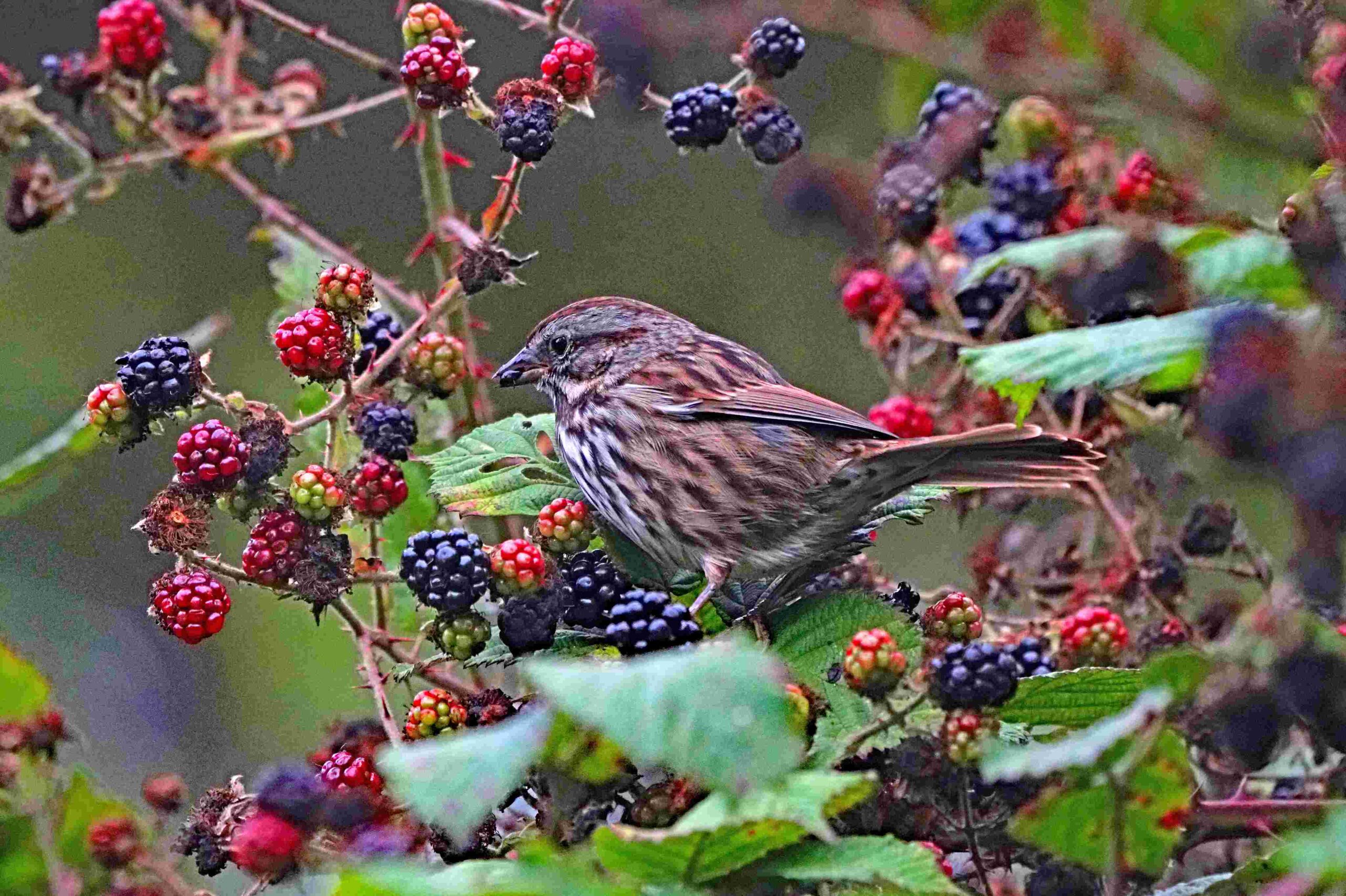 Song Sparrow with Blackberries