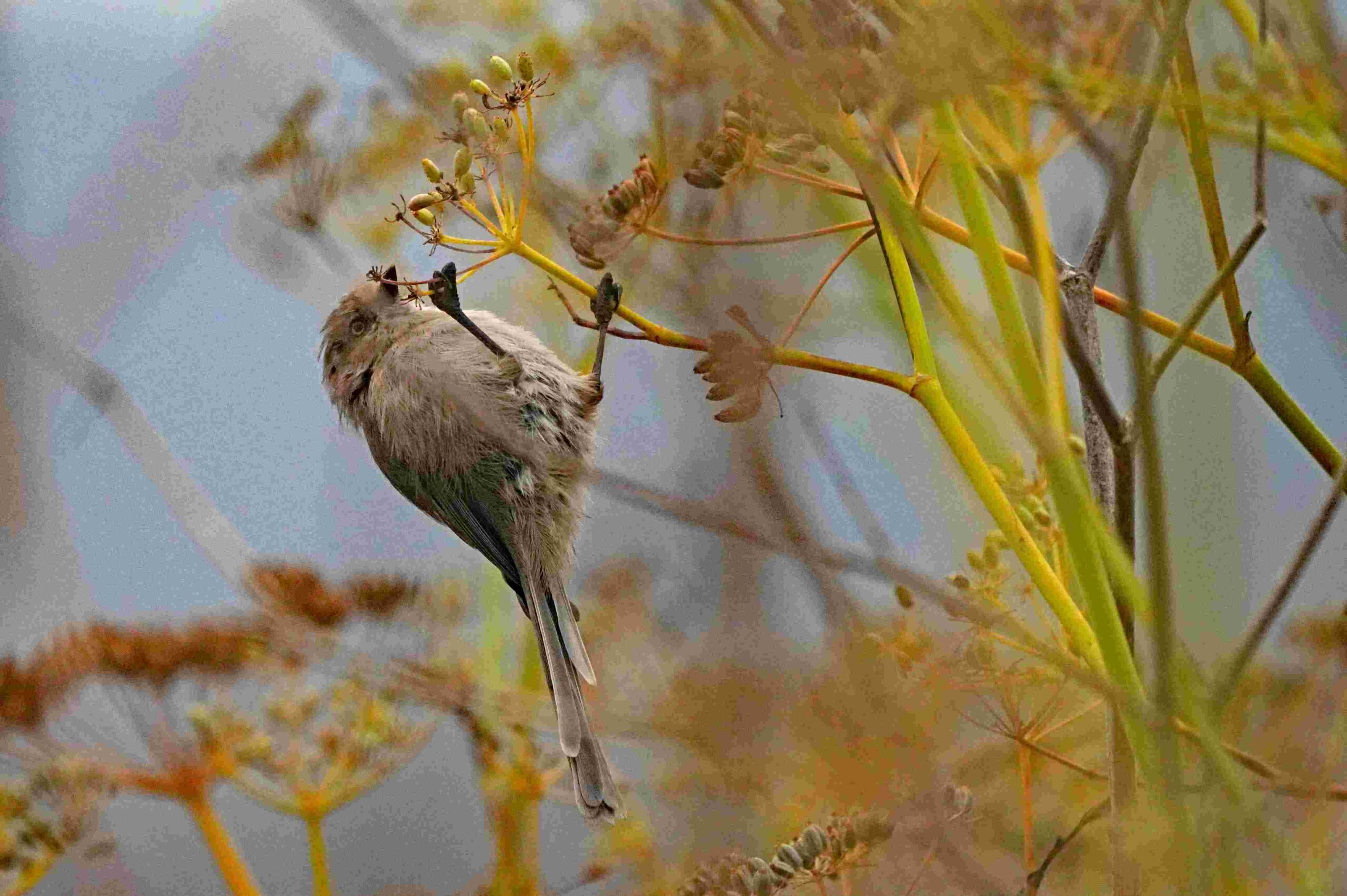 American Bushtit