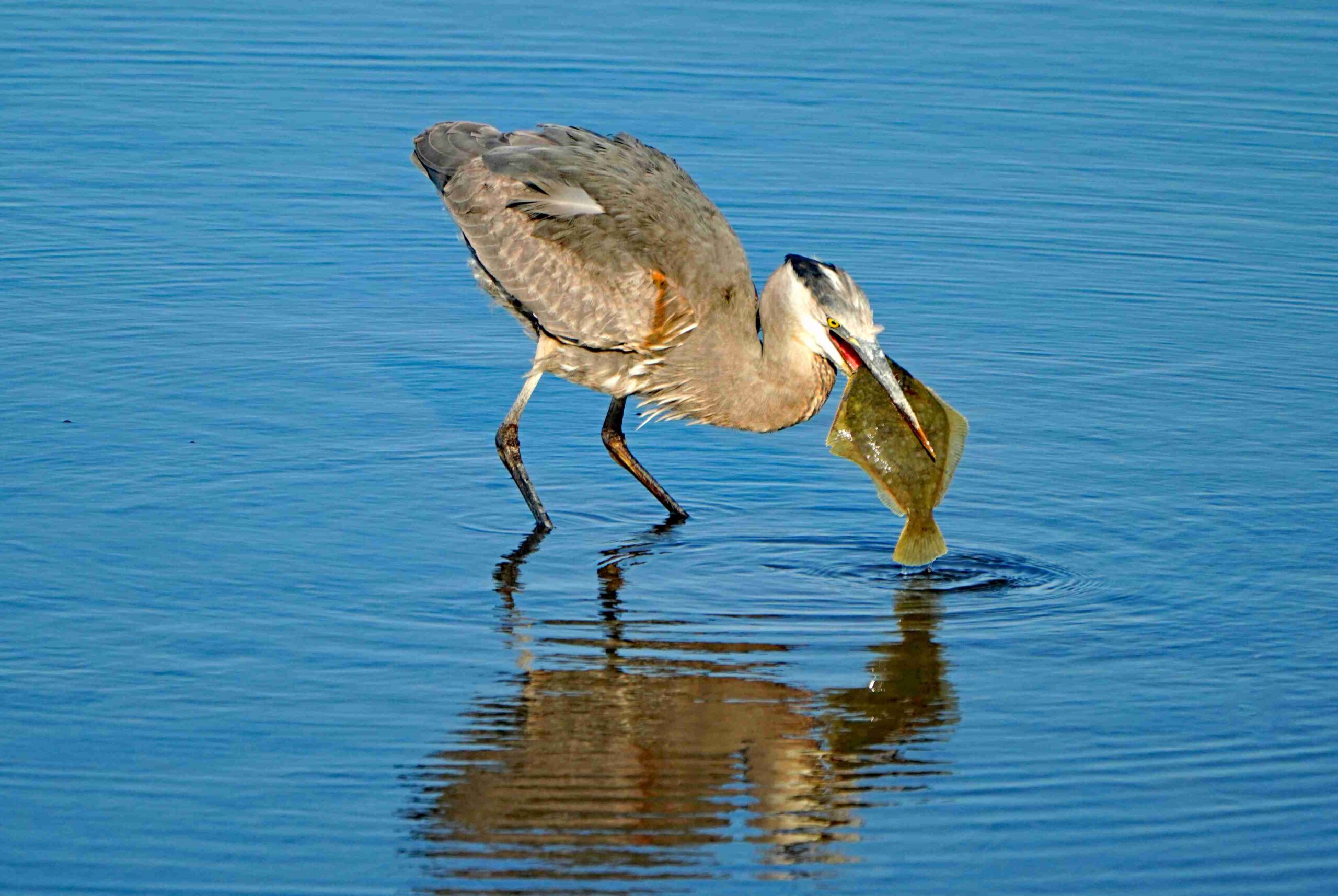 Great Blue Heron with Sole