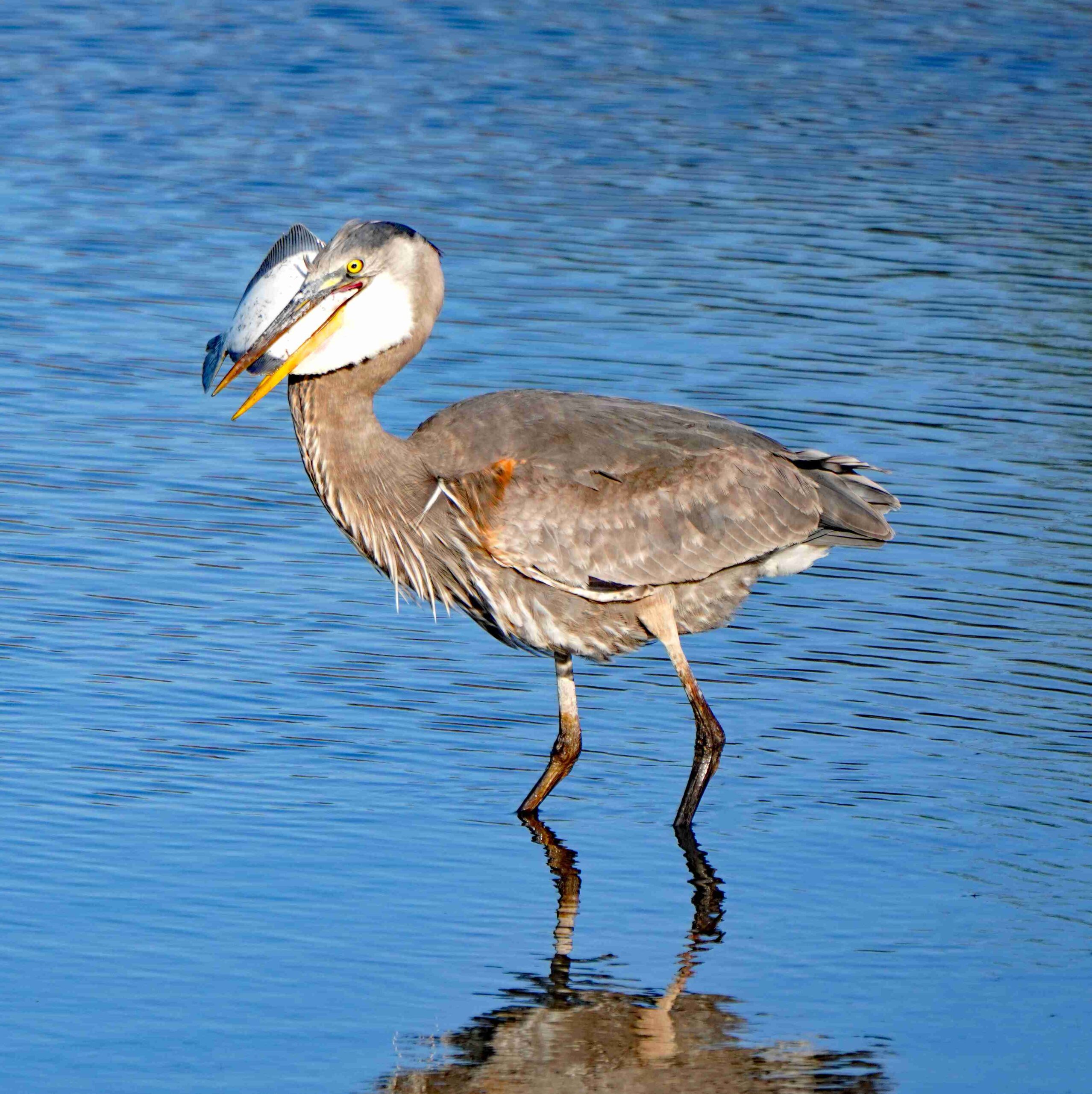 Great Blue Heron with Sole