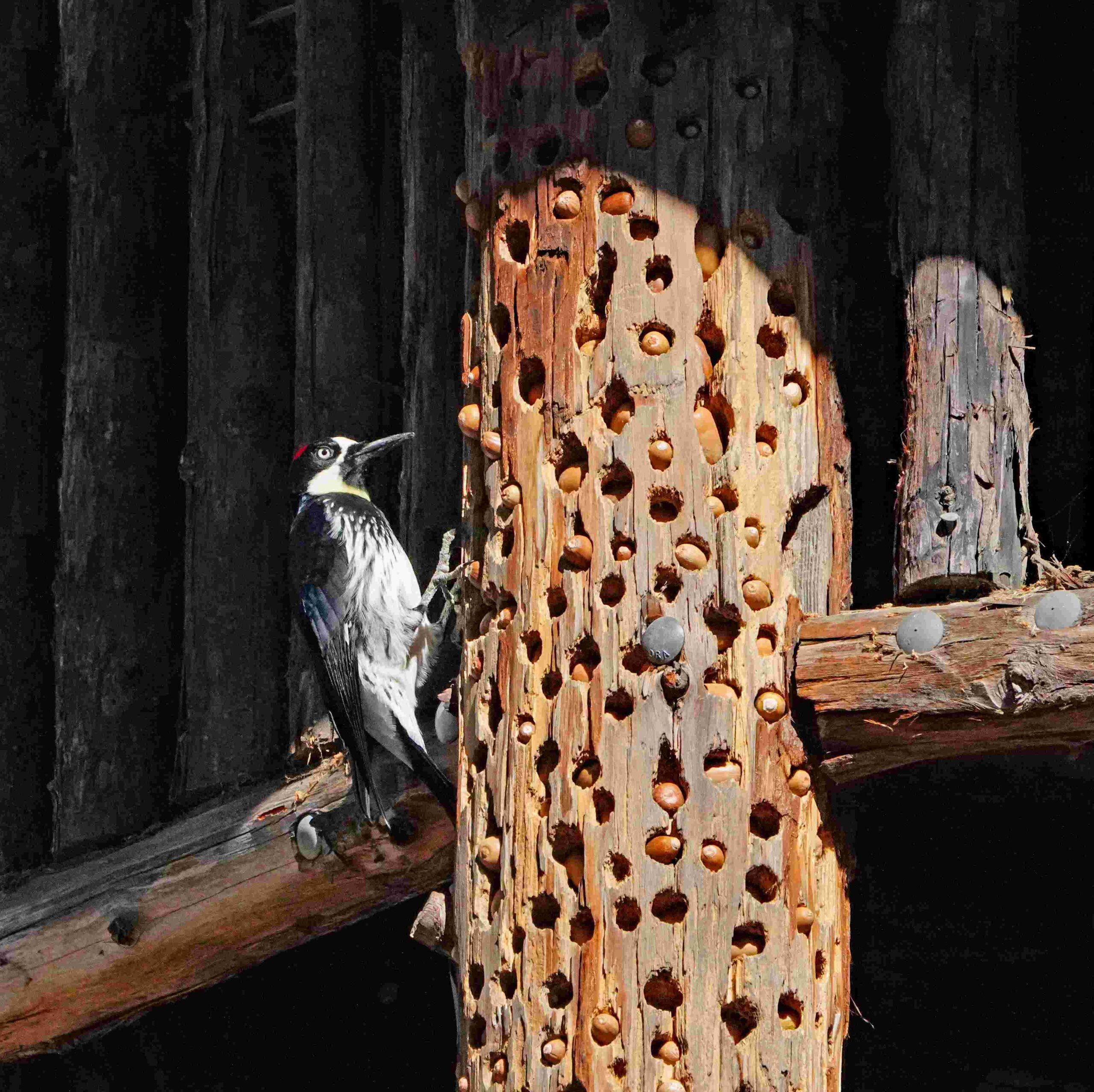 Acorn Woodpecker with Acorns
