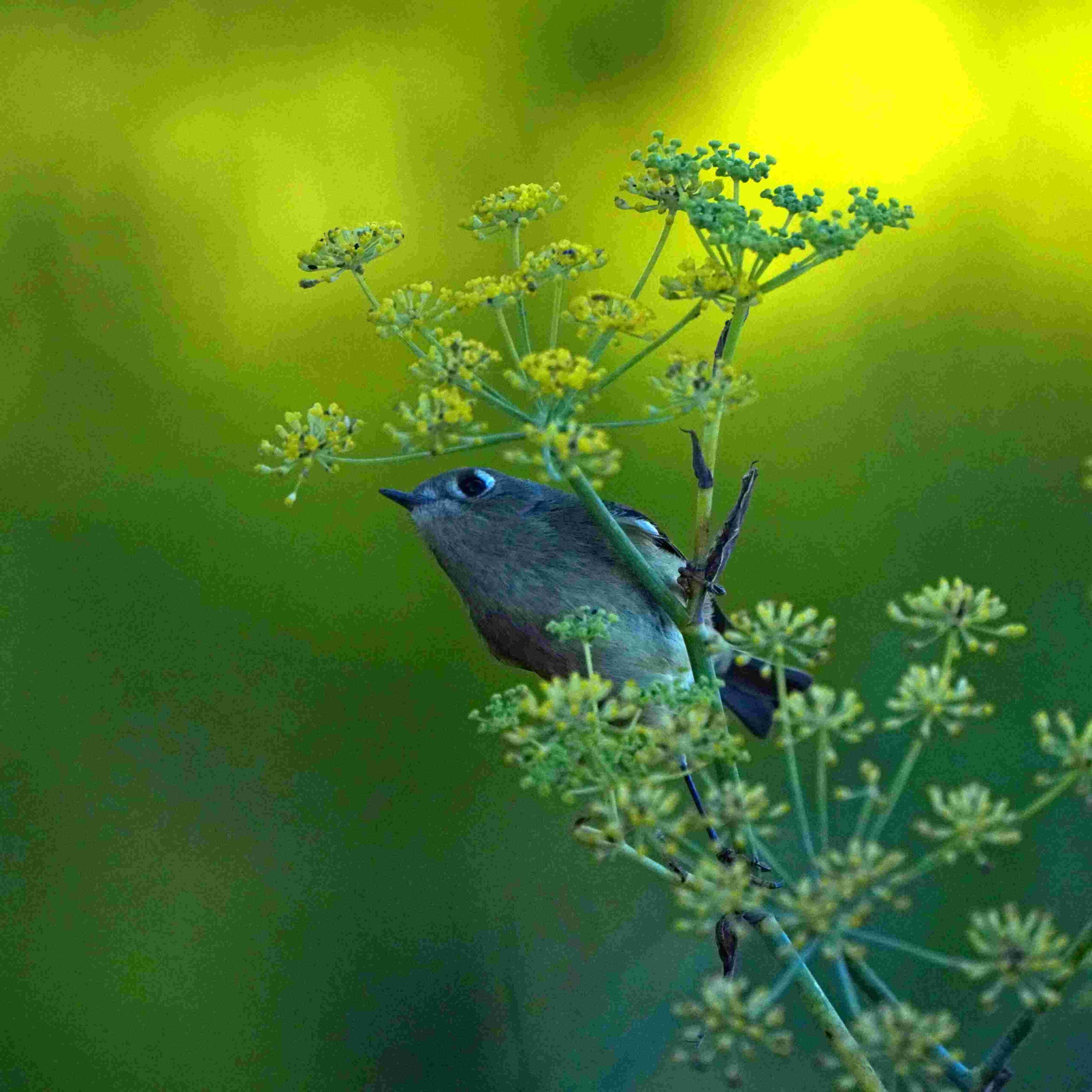 Ruby-crowned kinglet
