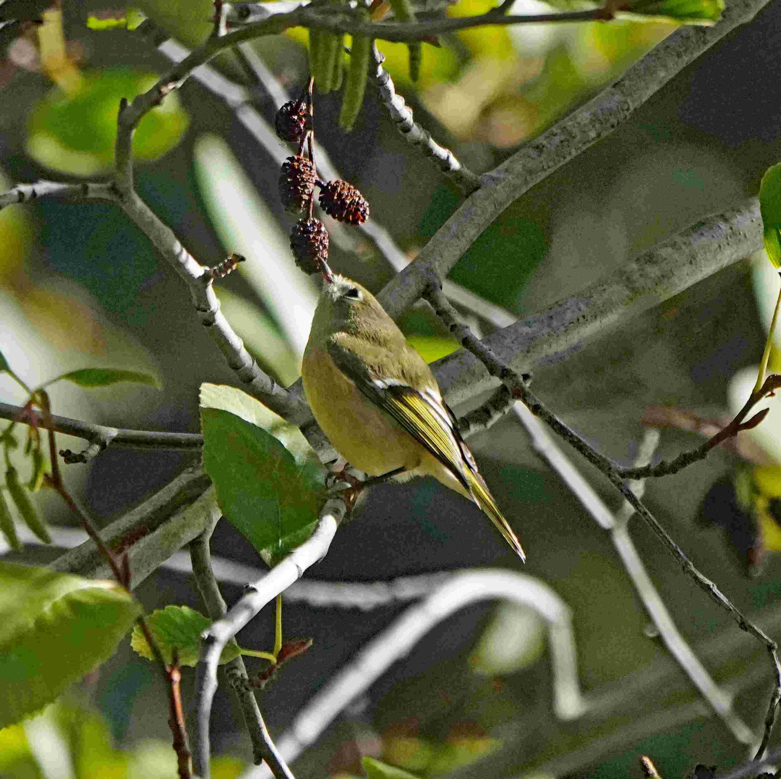 Ruby-crowned kinglet
