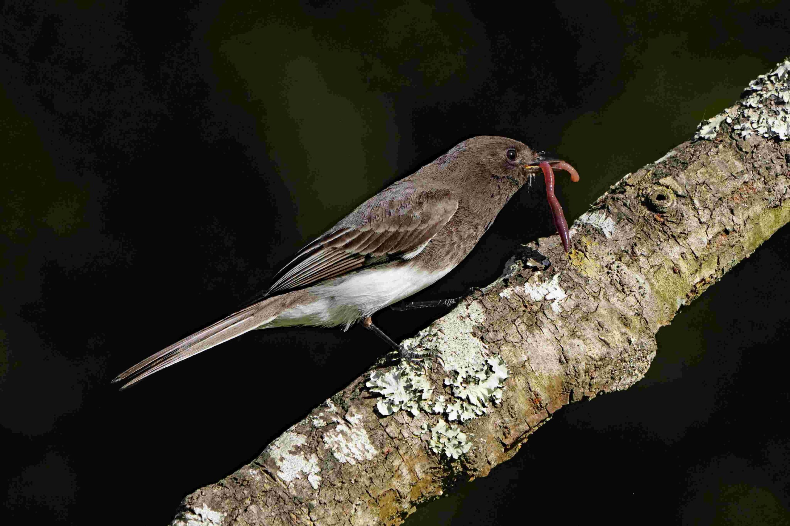 Black Phoebe with Earthworm