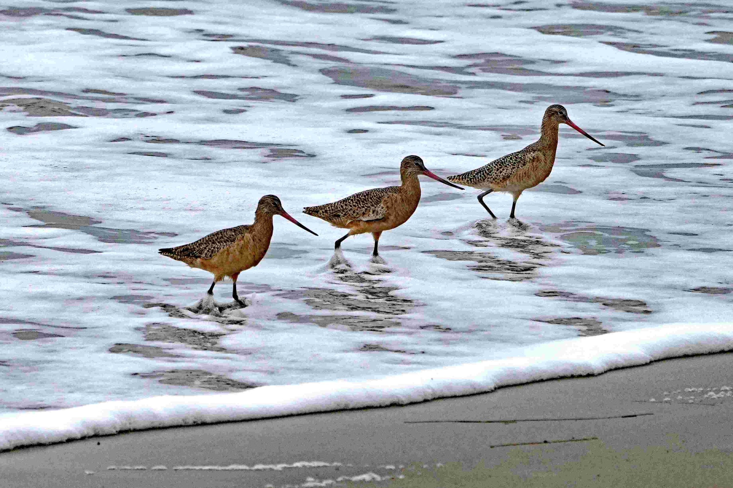 Marbled Godwits
