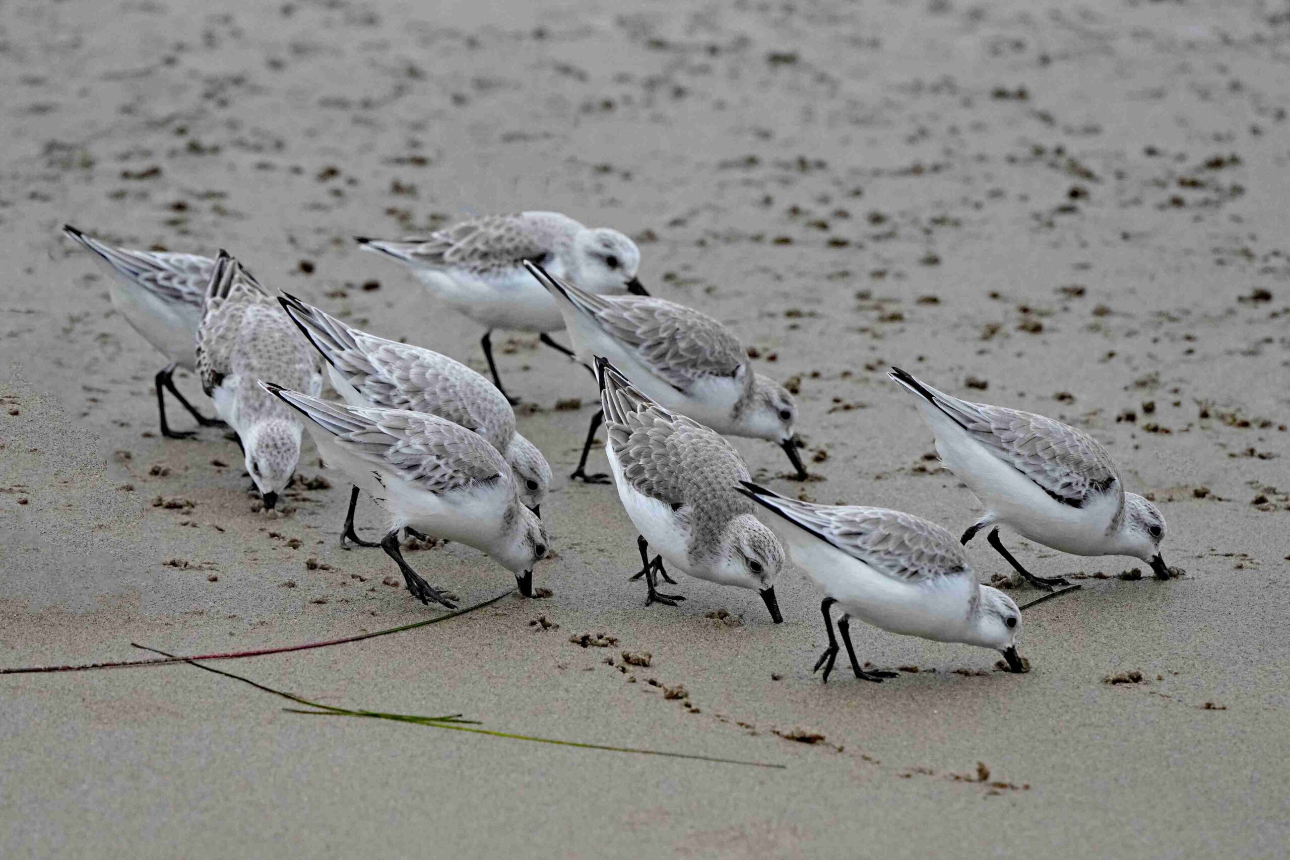 Sanderlings
