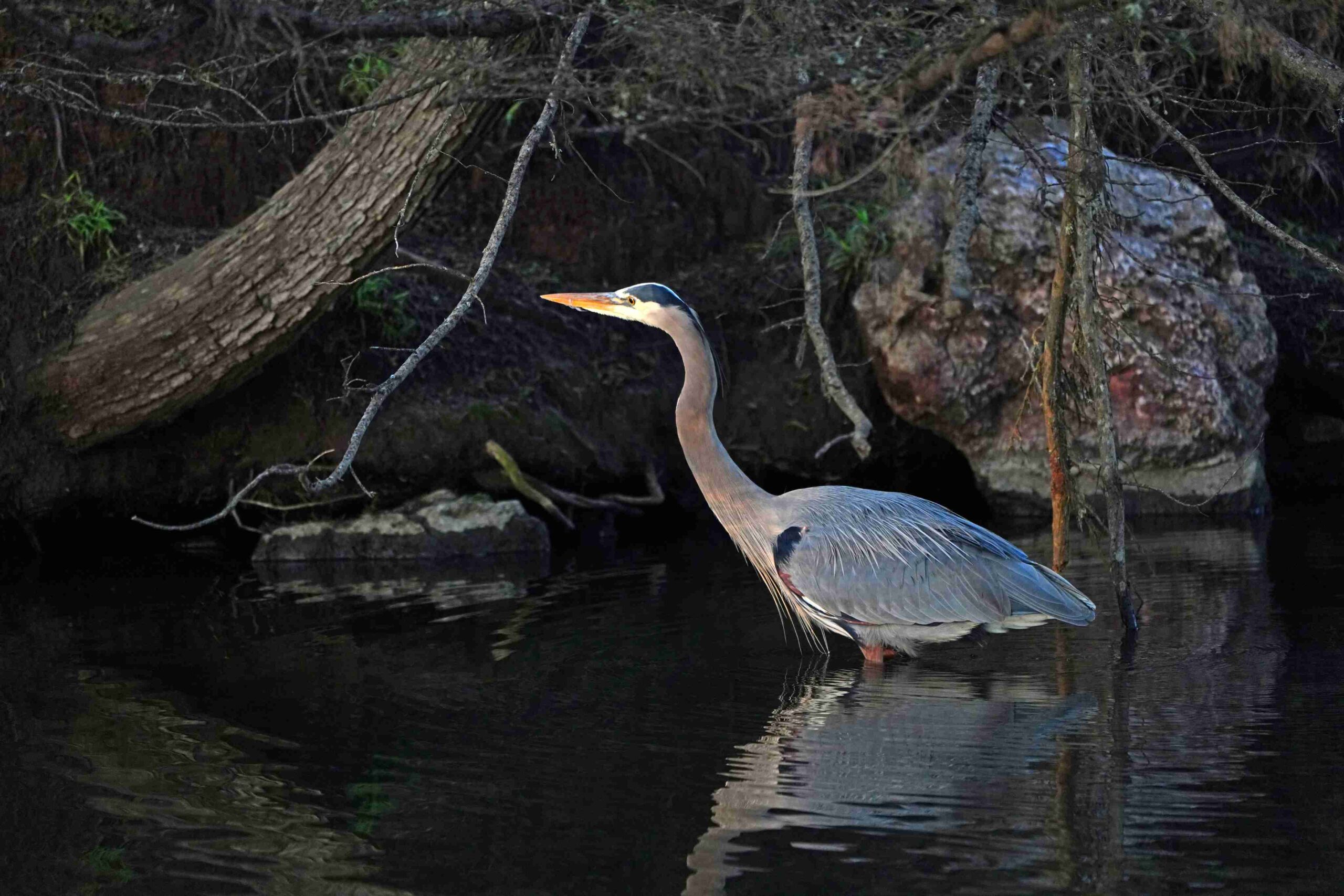 Great Blue Heron